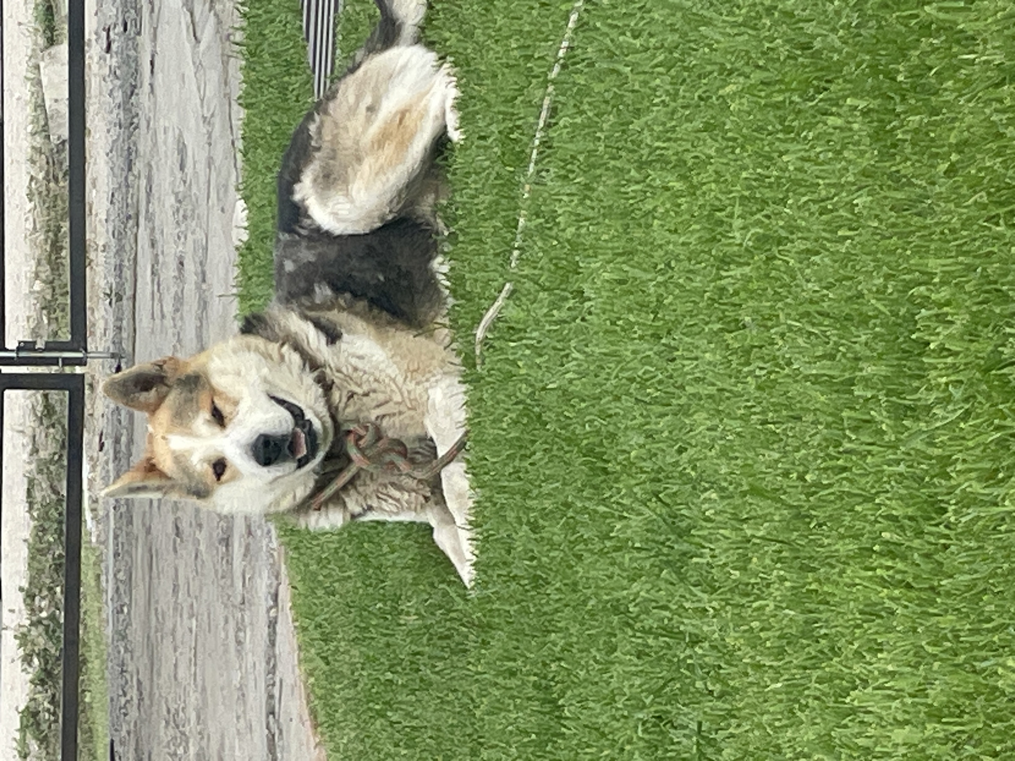 The image depicts an outdoor scene in Chulym, Russia, featuring a multi-colored dog resting on a vibrant green lawn. The dog, a medium-to-large breed with white, tan, and dark grey/black fur, is lying on its stomach with its front paws extended forward. Its face shows a relaxed expression, with eyes partially squinted (the right eye more so) and its mouth slightly agape, revealing teeth and tongue. Around its neck is a multi-colored braided collar, predominantly green, red, and brown. A thin, light-colored rope or string extends from near the dog's right front leg, trailing across the grass towards the lower right of the frame. The foreground consists of uniformly cut, healthy green grass. Immediately behind the dog, the grass transitions to a light grey paved surface, likely concrete or asphalt. In the background, a dark metal fence or gate with horizontal bars is visible, separating the paved area from sparse, light-colored vegetation. The scene is illuminated by natural daylight, indicating clear weather.