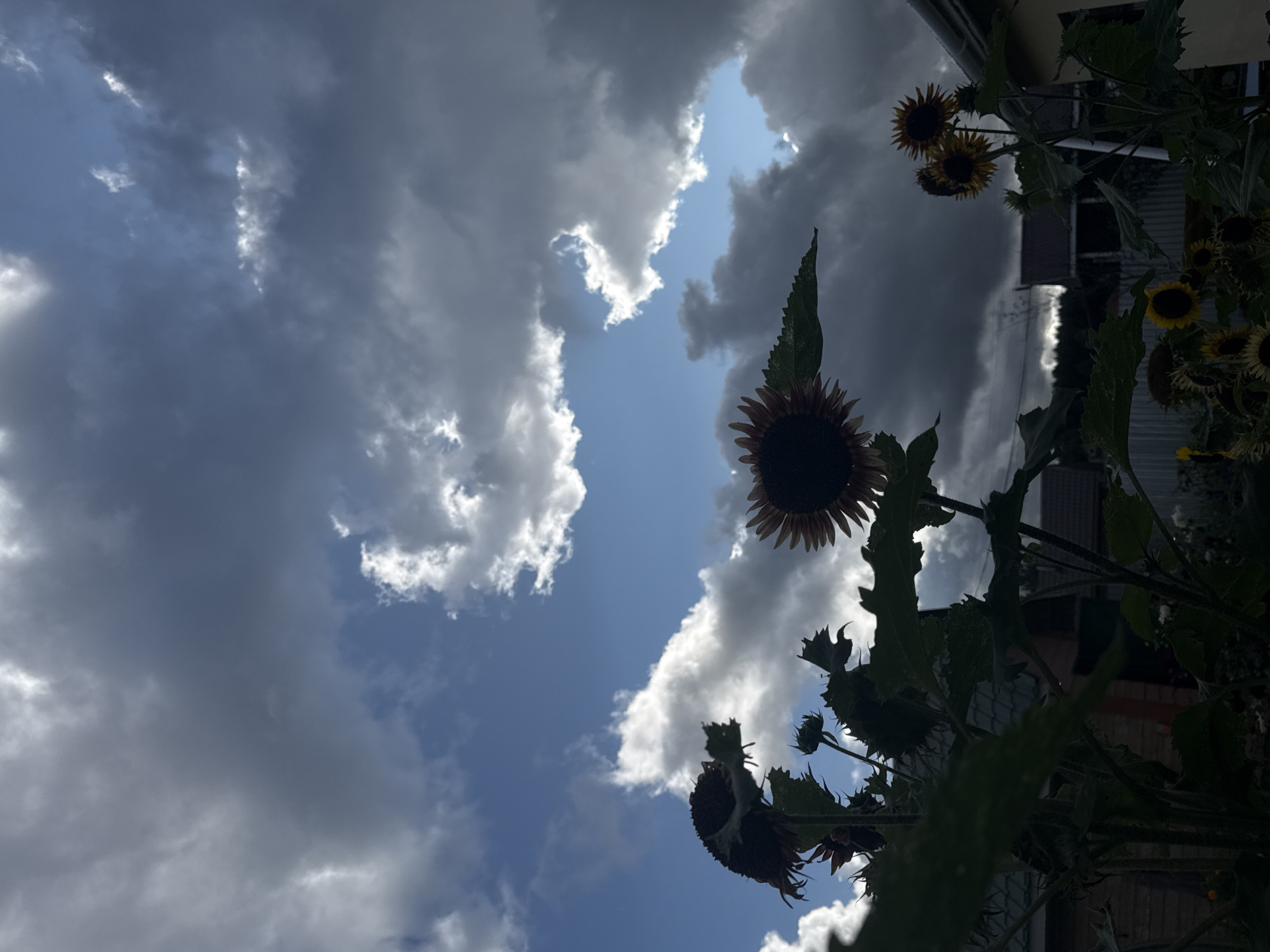 The image depicts a cloudy sky over a collection of sunflowers in a residential area of Chaikovsky, Russia. In the foreground, several sunflowers are visible, some in silhouette against the sky, with dark petals and seeds. Their large green leaves and stems are also prominent. In the background, houses with tiled roofs and fences suggest a suburban or rural setting. The sky is a mix of dark, brooding clouds and patches of bright blue sky, indicating variable weather conditions. The lighting is dramatic, with the sun intermittently breaking through the clouds, casting a low-light ambiance on the scene. There are no people or animals visible in the image.