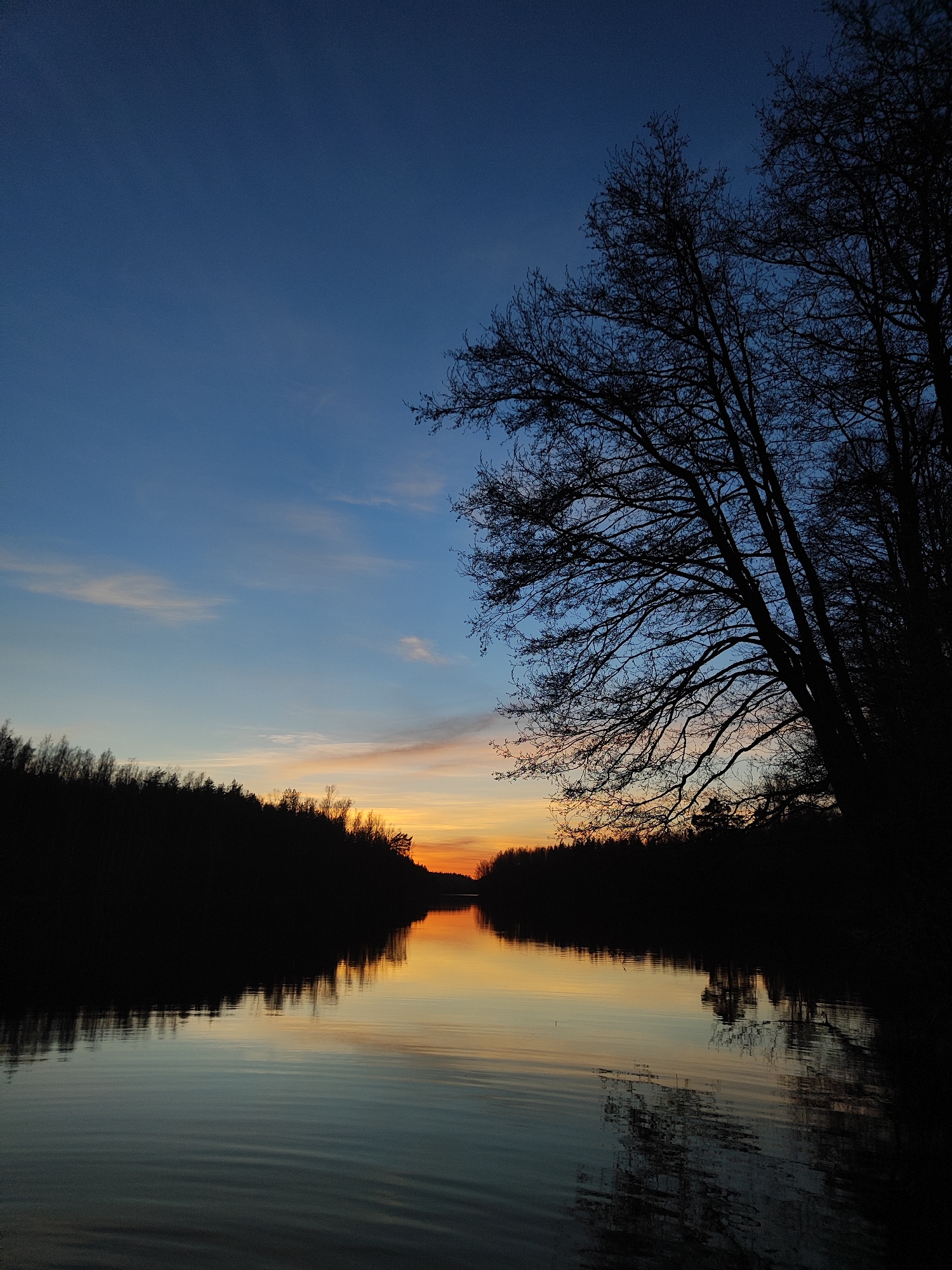The image presents a serene twilight landscape featuring a calm body of water reflecting the vibrant colors of the sky. The upper portion of the frame is dominated by a clear sky, transitioning from a deep indigo blue at the top to lighter shades of blue, then blending into warm hues of orange, yellow, and soft pink along the horizon. A few faint, wispy clouds are visible in the mid-sky.
Below the sky, a tranquil body of water, likely a river or lake, perfectly mirrors the sky's gradients and the dark silhouettes of the surrounding trees. Gentle ripples on the water's surface create subtle distortions in the reflections, adding texture to the otherwise smooth surface.
The banks of the water are lined with dense, silhouetted trees, appearing as dark, undefined masses against the colorful sky. On the right side, a large, bare-branched tree extends into the frame, its intricate network of leafless branches creating a striking silhouette against the twilight glow. The trees on the left bank are also silhouetted, suggesting a dense forest or woodland.
The scene captures either a sunrise or sunset, with the low light and dramatic sky colors characteristic of twilight. The weather appears calm, with no strong winds disturbing the water. The overall impression is one of peacefulness and natural beauty. There are no people, explicit activities, or visible text in the image.