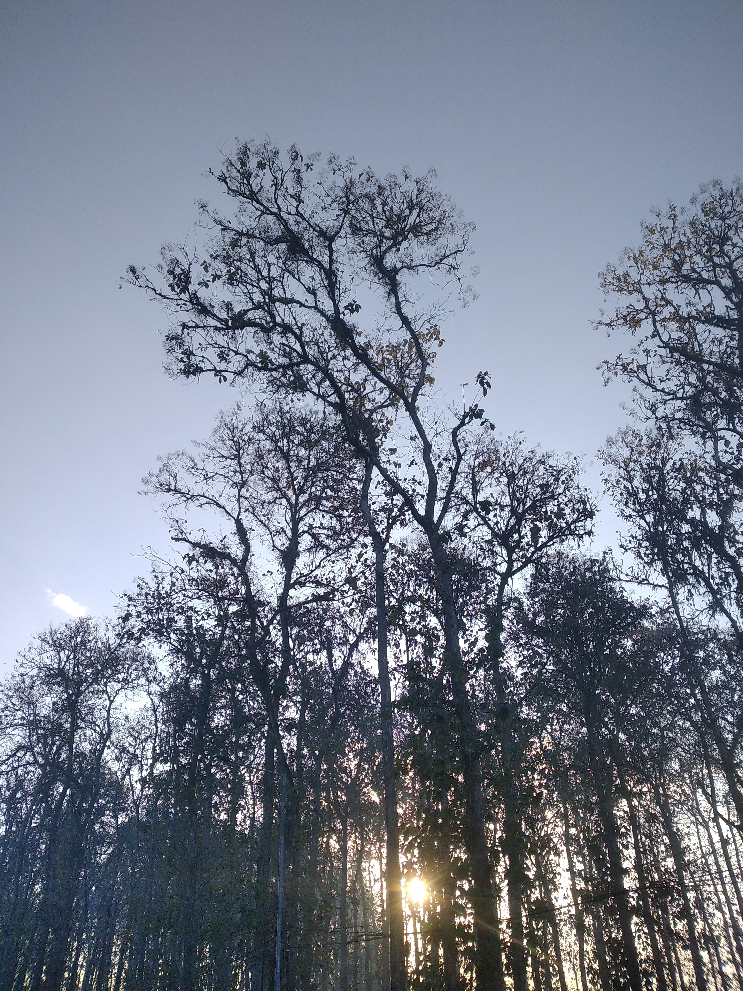The image depicts a low-angle view of a dense forest, with the sun peeking through the tree canopy, creating visible sunbeams. The sky is a pale blue. The trees are tall and appear to be a mix of deciduous and evergreen species, with some showing bare branches and others with foliage. The overall impression is one of natural beauty and tranquility. The scene is located in the city of Rambipuji, Indonesia. No people or specific objects are visible besides the trees and the sky.