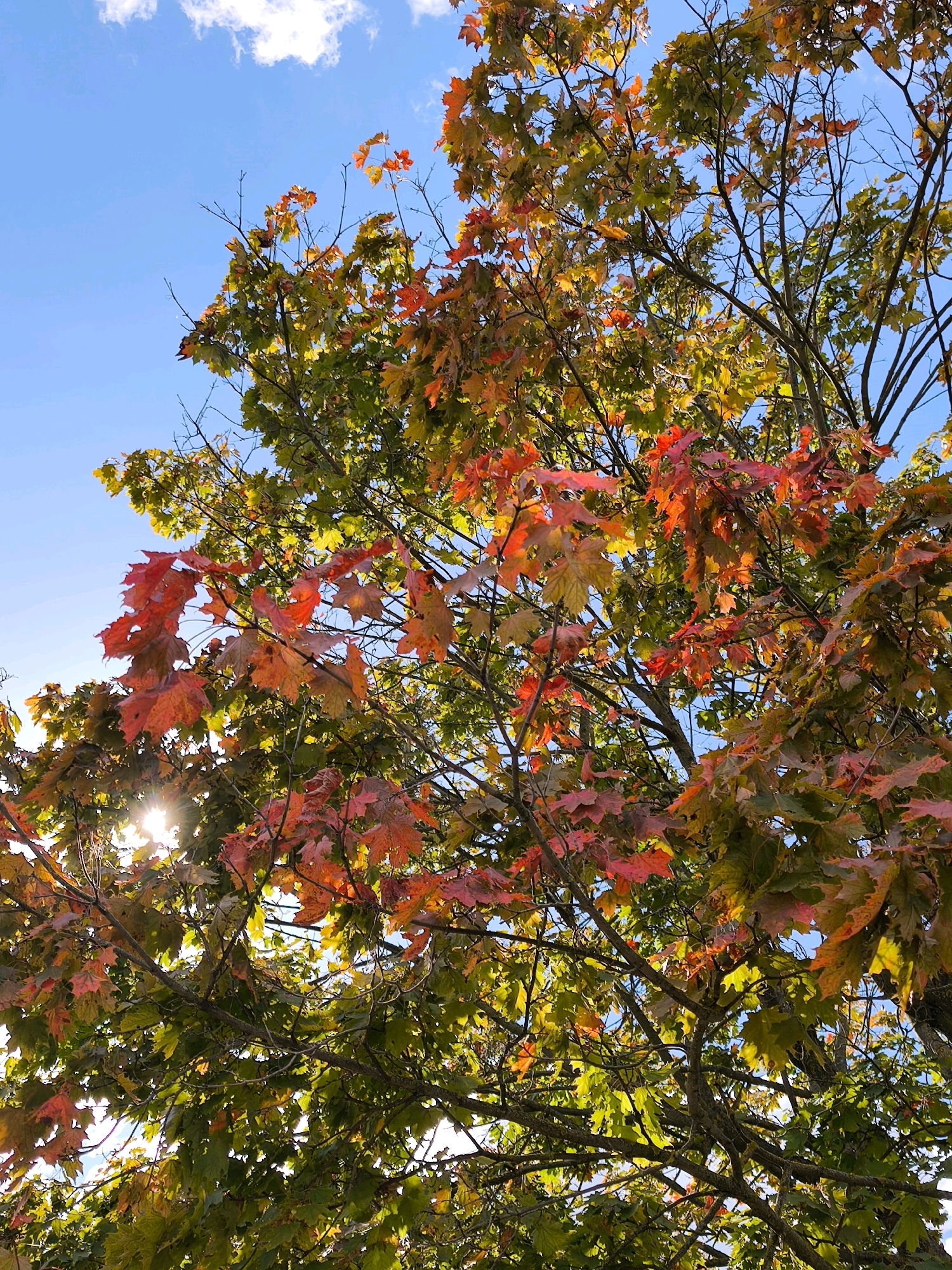 An upward-facing, low-angle shot captures the vibrant foliage of a maple tree in autumn, set against a bright blue sky with scattered white clouds. The leaves display a spectrum of colors, ranging from deep red and orange to yellow and green, indicating the seasonal change. The sun peeks through the branches on the left side of the frame, creating a lens flare effect. The scene is a natural outdoor environment, likely a park or a residential area, given the urban setting of Mahilyow, Belarus. No people or specific architectural elements are visible, focusing solely on the autumnal display of the tree.
