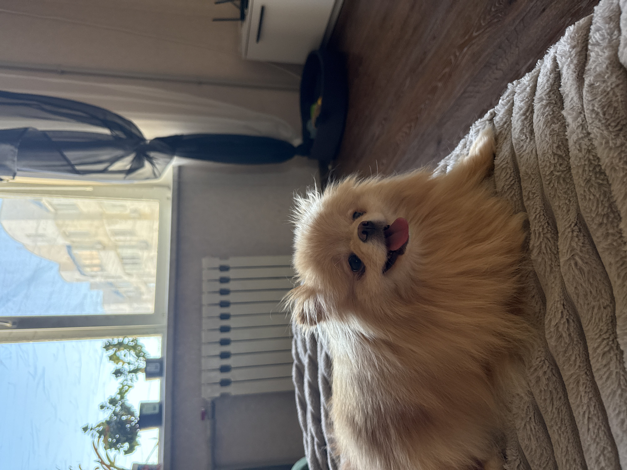 An overhead medium shot captures a fluffy Pomeranian dog lying on a textured grey blanket indoors. The dog, positioned in the lower left quadrant of the frame, faces the camera with its mouth open and tongue out, appearing relaxed. Its fur is a light tan color, and its ears are perked. Behind the dog, a radiator with white fins is visible along a wall. To the left, a window shows a bright sky and buildings outside, with potted plants on the windowsill. A dark sheer curtain hangs on the right side of the window, partially obscuring the view. The flooring appears to be dark wood laminate. In the background, a black cat bed with toys can be seen, along with a white cabinet. The lighting suggests natural light coming from the window.