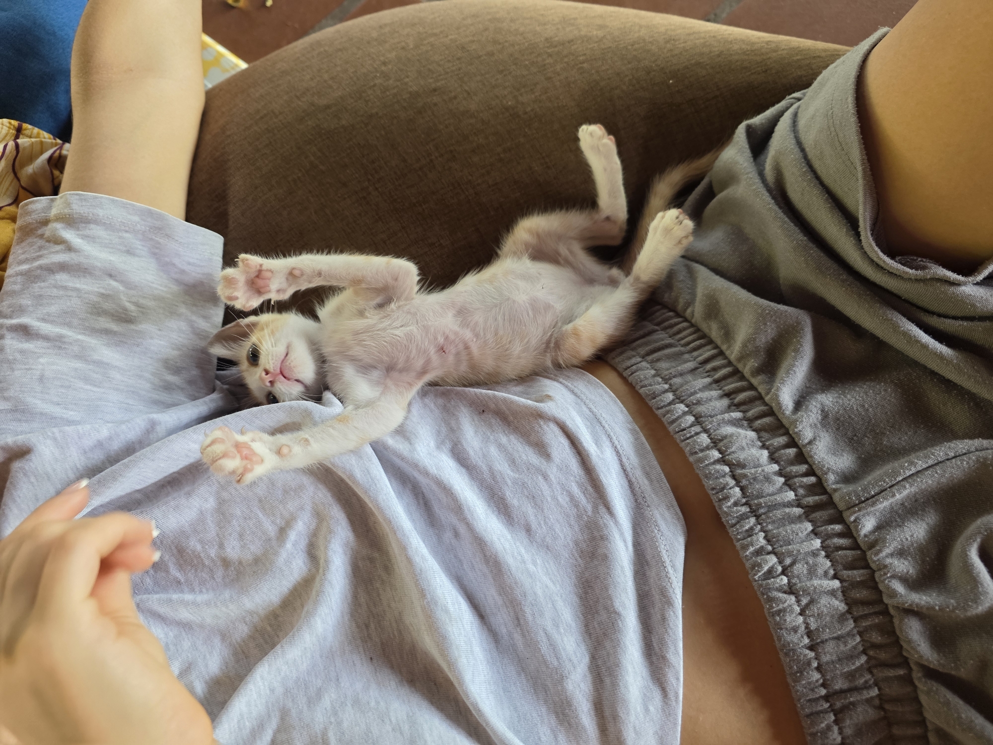 A small, calico kitten, lying on its back and looking upwards, is held against a person's torso, which is clad in a light grey t-shirt and grey shorts. The kitten's paws are extended upwards, and its eyes are partially closed. The person's left hand is visible in the upper left portion of the frame, with fingers extended towards the kitten. The background consists of a brown upholstered surface, likely a chair or sofa. The scene appears to be indoors or in a shaded outdoor area. The location is identified as Mũi Né, Vietnam, though there are no specific visual cues in the image to confirm this.