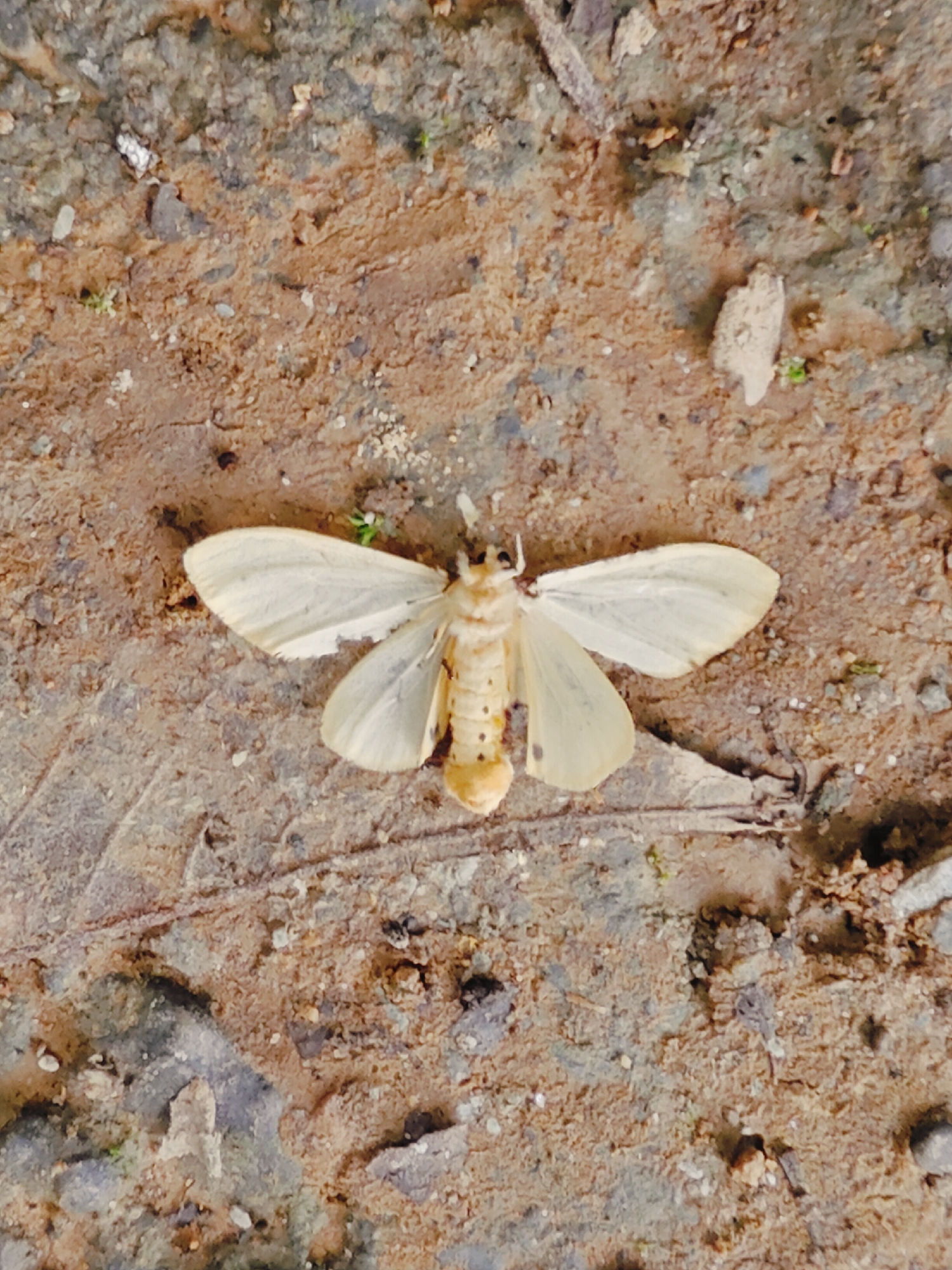 A cream-colored moth lies on its back on the ground. The moth has translucent, veined wings that are spread wide. Its body is segmented and yellow with black spots. The ground appears to be a mixture of dirt, small pebbles, and dry leaves. The scene is photographed from directly above. The location is the city of Pokhara, Nepal.