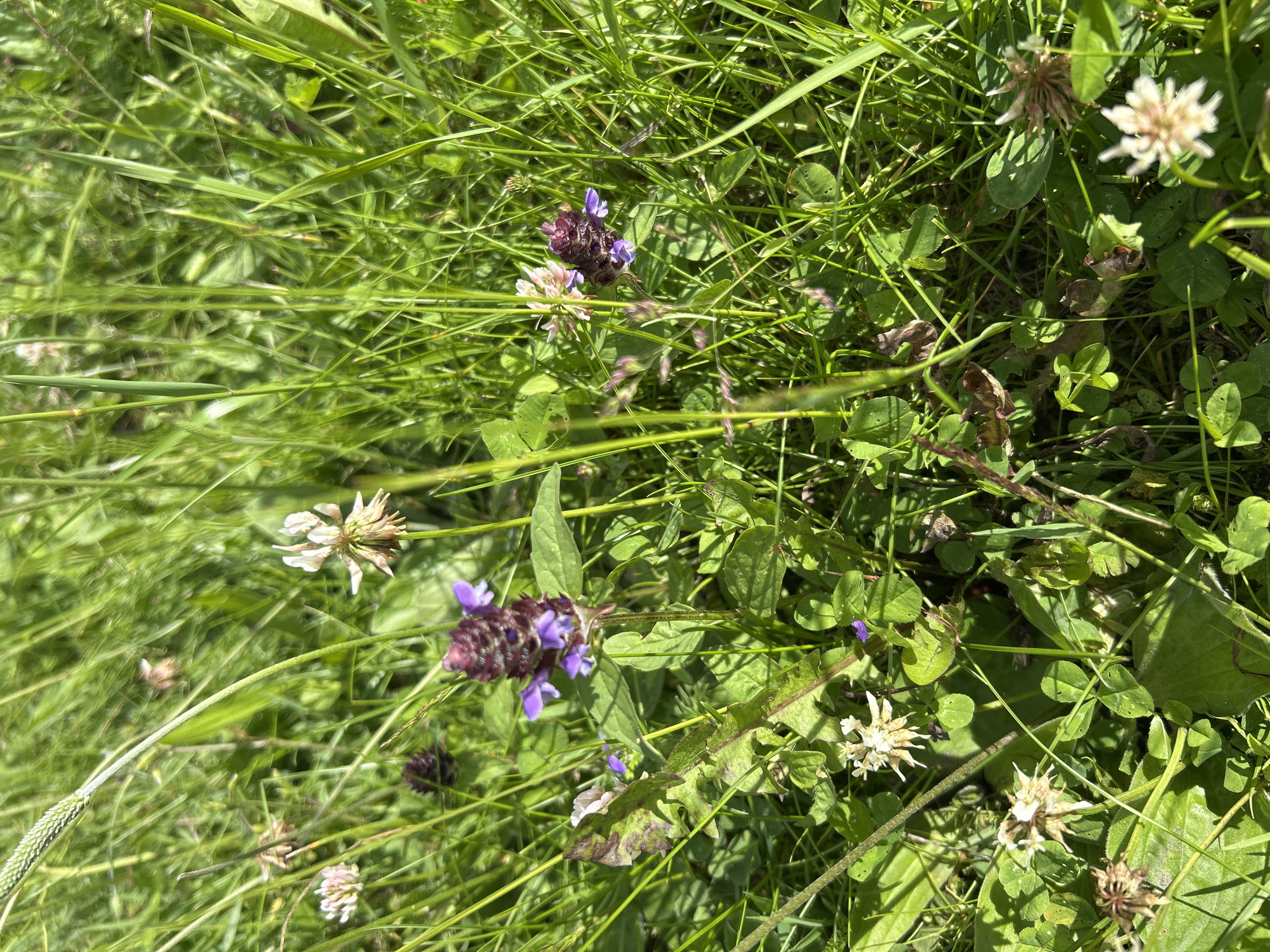 The image depicts a close-up view of a grassy area with several small wildflowers in bloom. The flowers are varied in color, with prominent purple and white blossoms scattered amongst the green blades of grass. Some of the flowers appear to be clover, with their characteristic rounded flower heads. The lighting suggests it is daytime, with sunlight filtering through the foliage, creating dappled shadows. There are no people or animals visible in the image. The setting appears to be a natural outdoor environment, consistent with a meadow or a roadside verge. The geographical location of Усмангали, Russia, is noted, suggesting this scene is from that area.