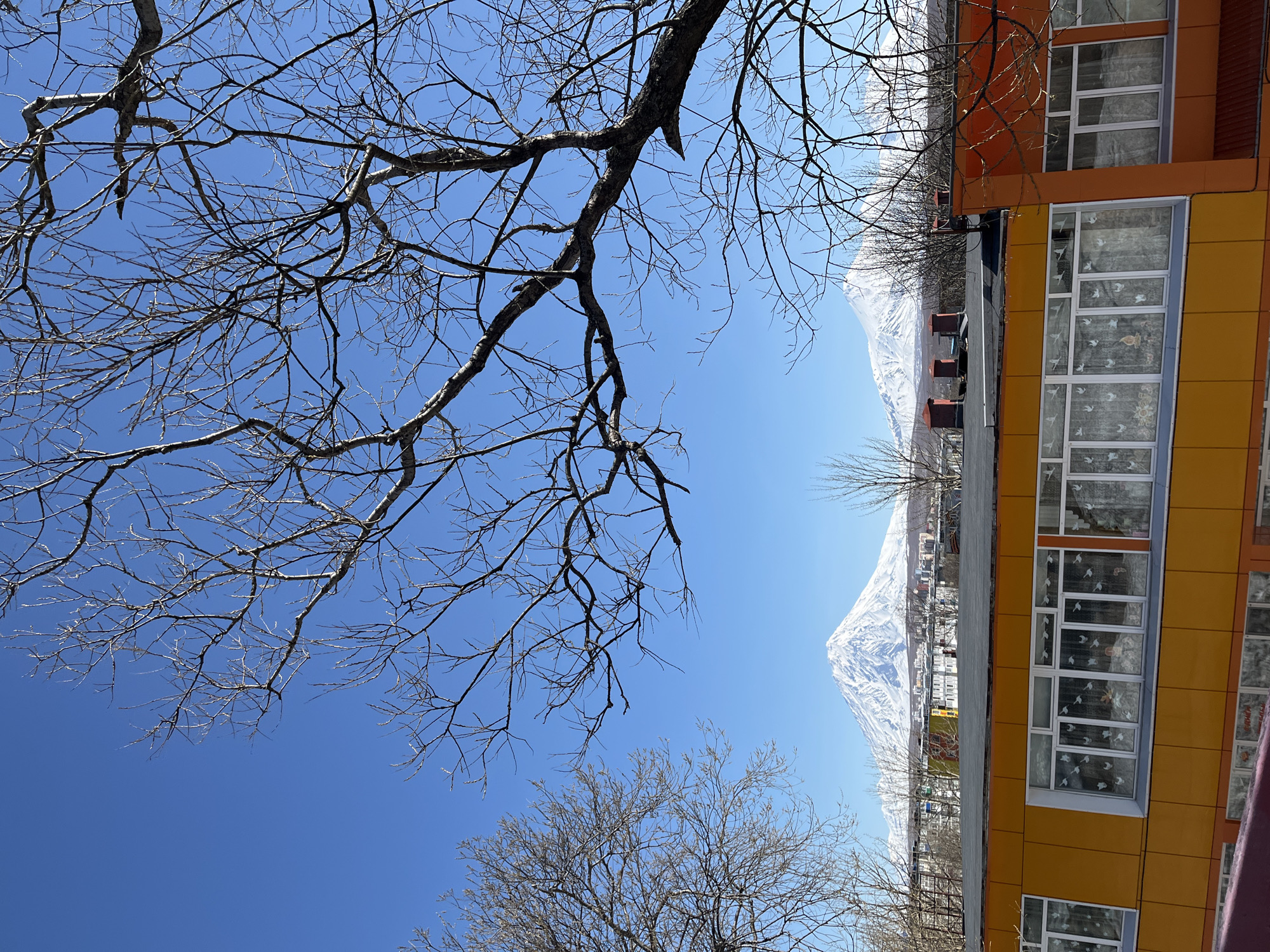The image shows a low-angle view of a snow-capped mountain in the distance, partially obscured by bare tree branches in the foreground. To the right, a multi-story building with yellow and orange siding is visible, featuring windows with white frames and decorative curtains or window coverings. The sky is a clear, bright blue. Based on the context provided, the location is likely Petropavlovsk-Kamchatsky, Russia.