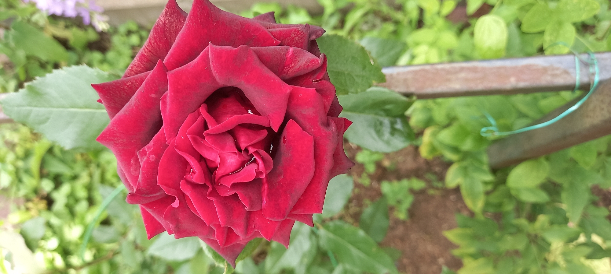 This media file is a close-up, horizontal, eye-level shot of a deep red rose in a garden setting. The rose is the primary subject, with its velvety petals unfurling in a tight spiral. Water droplets are visible on some of the petals, suggesting recent rain or watering.
In the background, out of focus, are lush green leaves and a hint of purple flowers. A weathered metal bar, possibly part of a garden structure or fence, runs horizontally across the middle-right of the frame. A thin, light green string is tied around this bar. The ground beneath the foliage appears to be soil.
The lighting suggests it is daytime, with soft natural light illuminating the scene. The overall mood is serene and naturalistic, focusing on the beauty of the rose. No people are visible, and there is no visible text. The location context provided is Прикамский, Russia, which implies an outdoor garden in that region.