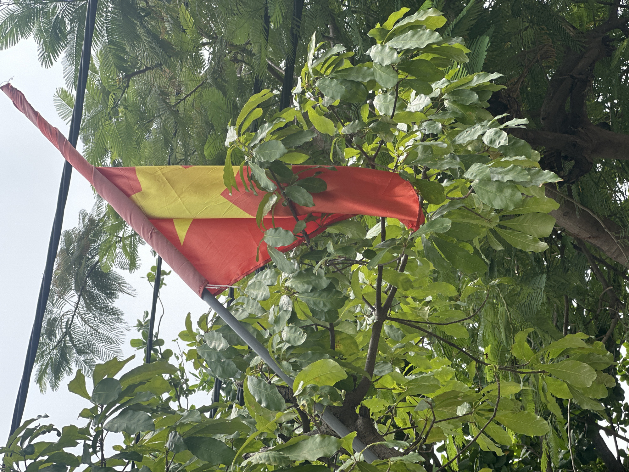 The image shows the flag of Vietnam hanging from a pole and partially obscured by a tree with broad green leaves. The flag's red background and yellow star are visible. The pole is gray. The tree branches and foliage fill a significant portion of the frame. The sky appears overcast. The location is Bac Nha Trang Ward, Vietnam. There are no visible people.