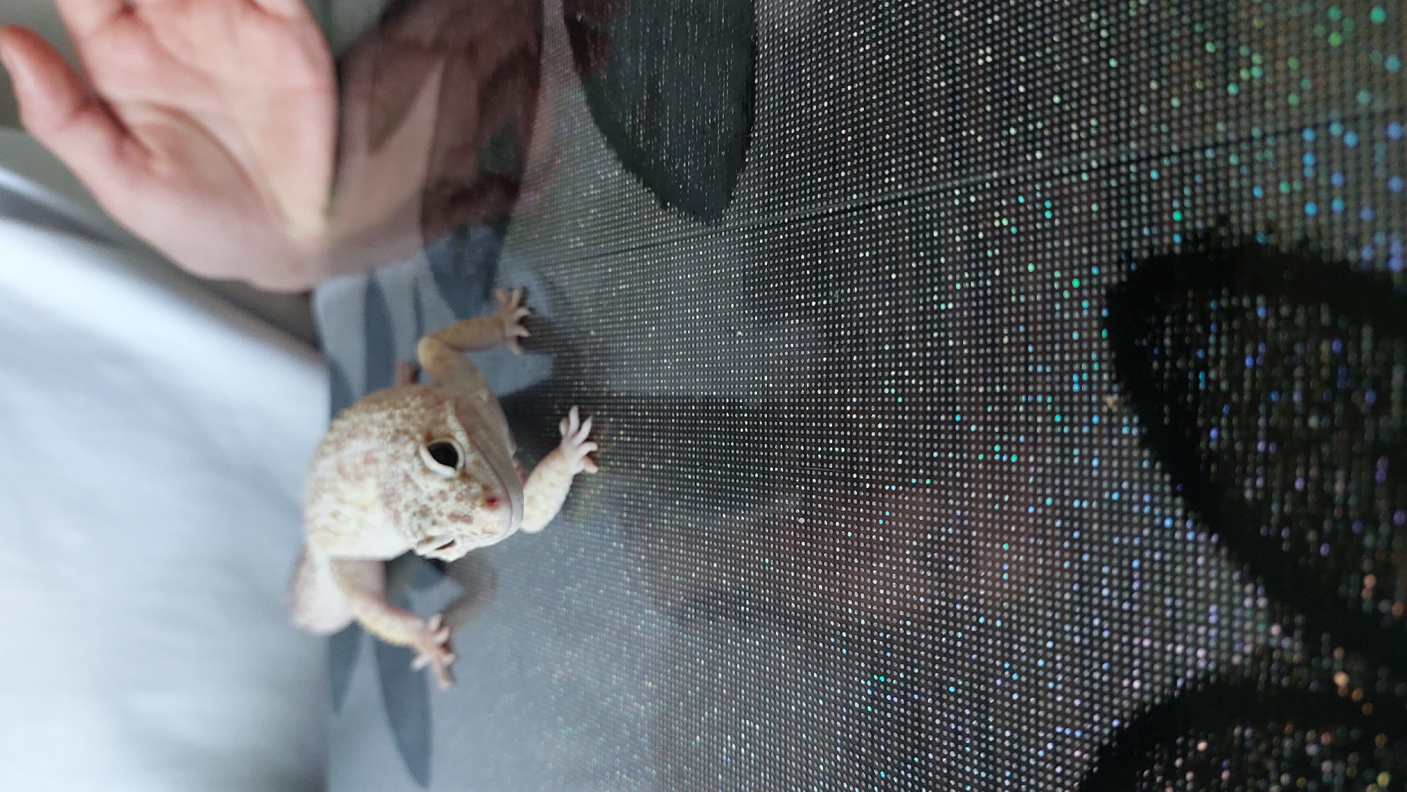 A leopard gecko is crawling on a sparkly dark surface. Its body is pale yellow with small brown spots, and it has black eyes. The gecko is positioned in the center of the frame, facing forward. In the background, a human hand is visible on the right, and a white fabric is on the left. The surface the gecko is on has a reflective, textured appearance with many small, colorful speckles. The overall lighting is soft.