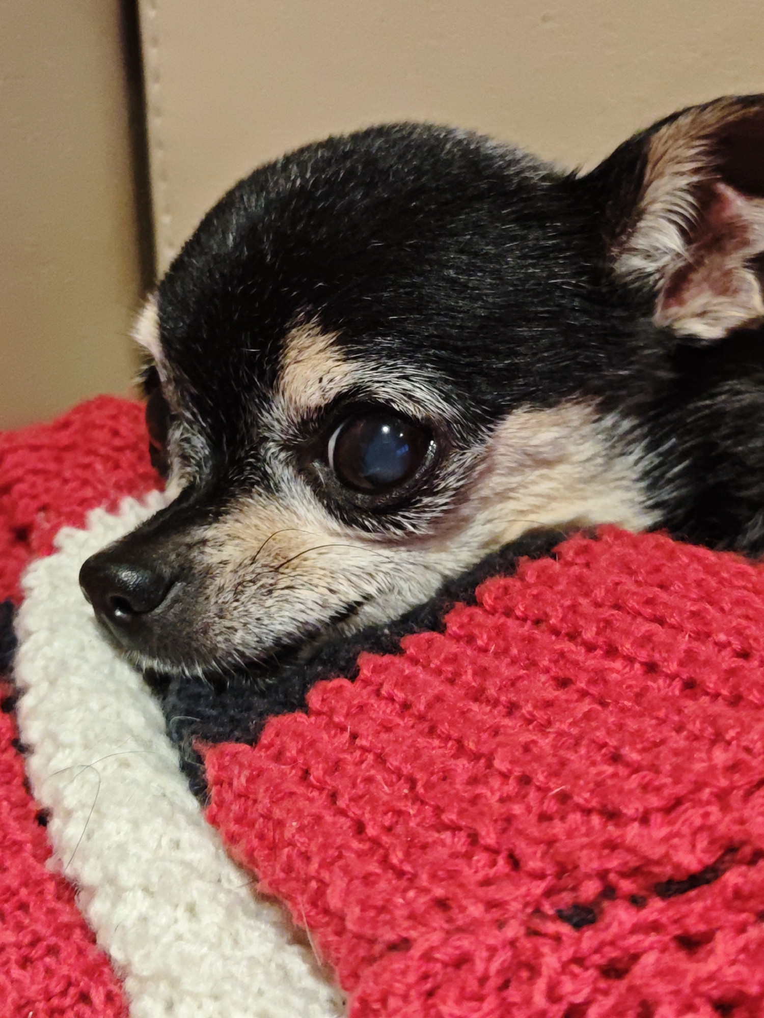 A close-up, portrait-oriented, eye-level shot focuses on the head of a small, black and tan Chihuahua dog. The dog's left eye is prominent and large, with a dark iris and visible reflection. Its nose is black and slightly wet. The dog is nestled within a red, white, and dark blue striped knitted blanket. The background is blurred and appears to be a light tan, textured surface, possibly furniture. The image is indoors.