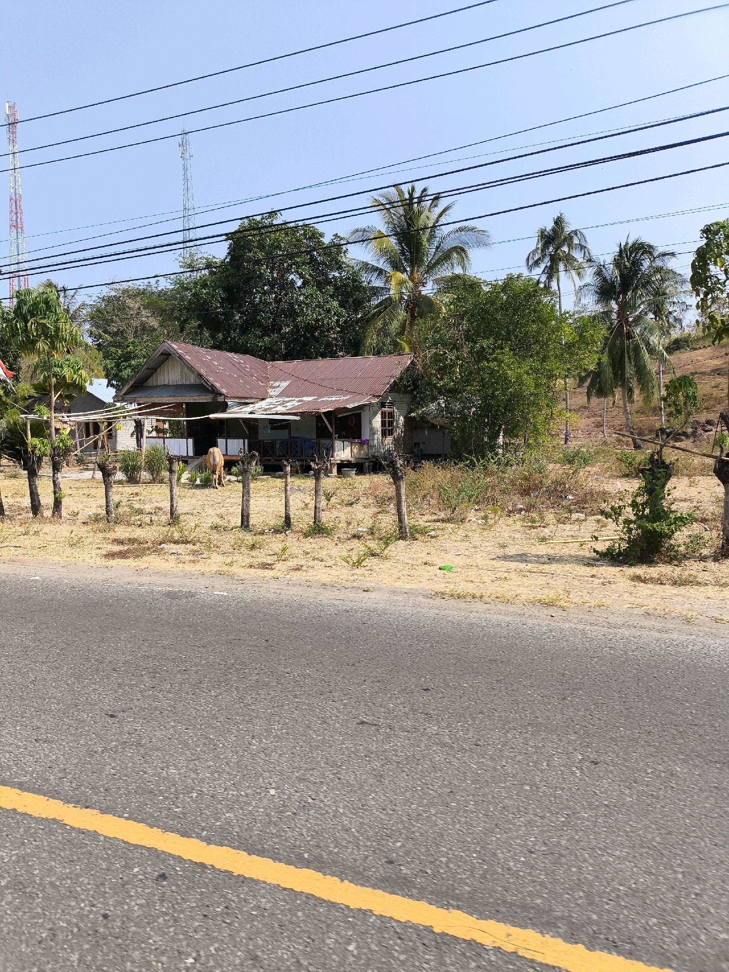 The image shows a rural roadside scene in Unknown, Indonesia. In the foreground, a grey asphalt road with a yellow line is visible. Beyond the road, a dry, yellowish field stretches towards a small, weathered house with a rusty corrugated metal roof. The house appears to be made of wood and sits on stilts. In front of the house, a light-colored cow is grazing. The area around the house is sparsely vegetated with dry grass and some scattered debris. Several wooden posts with rough tops are planted in the ground in front of the house, forming a makeshift fence. Behind the house, lush green trees and palm trees are abundant, with some of the trees reaching towards a clear blue sky. In the background, two tall communication towers are visible against the horizon, one on the left with red and white sections and another on the right. The overall impression is of a simple, rural setting with a mix of natural vegetation and man-made structures.