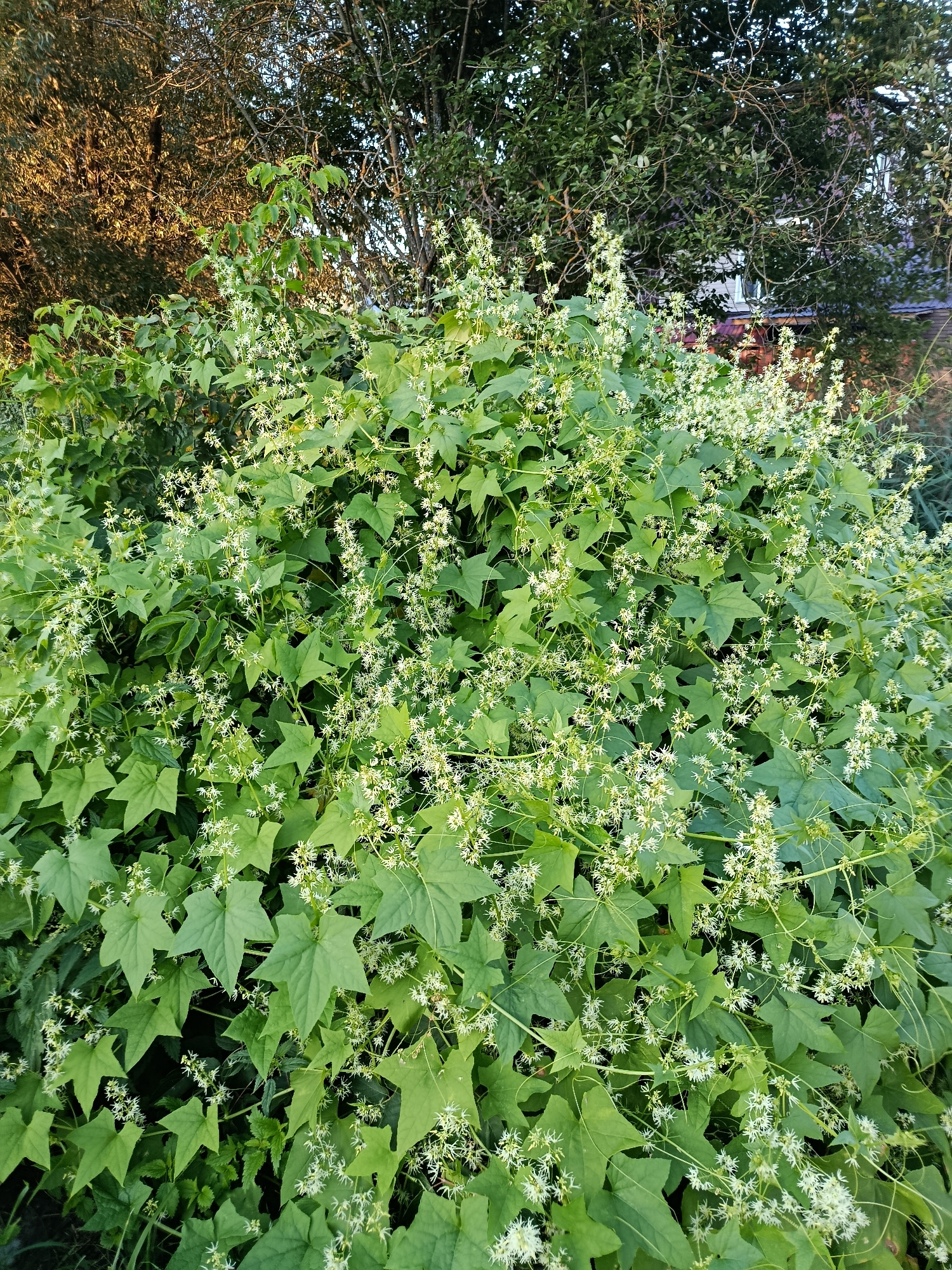 A dense thicket of green leafy vines with numerous small, white, star-shaped flowers is visible. The vines are heavily laden with foliage and blooms, forming a lush canopy. In the background, the shadows of trees with bare branches are cast against a bright sky. A portion of a house with a red roof is also visible behind the foliage. The image appears to be taken outdoors in a natural setting, possibly a garden or woodland edge, in Verea, Russia.