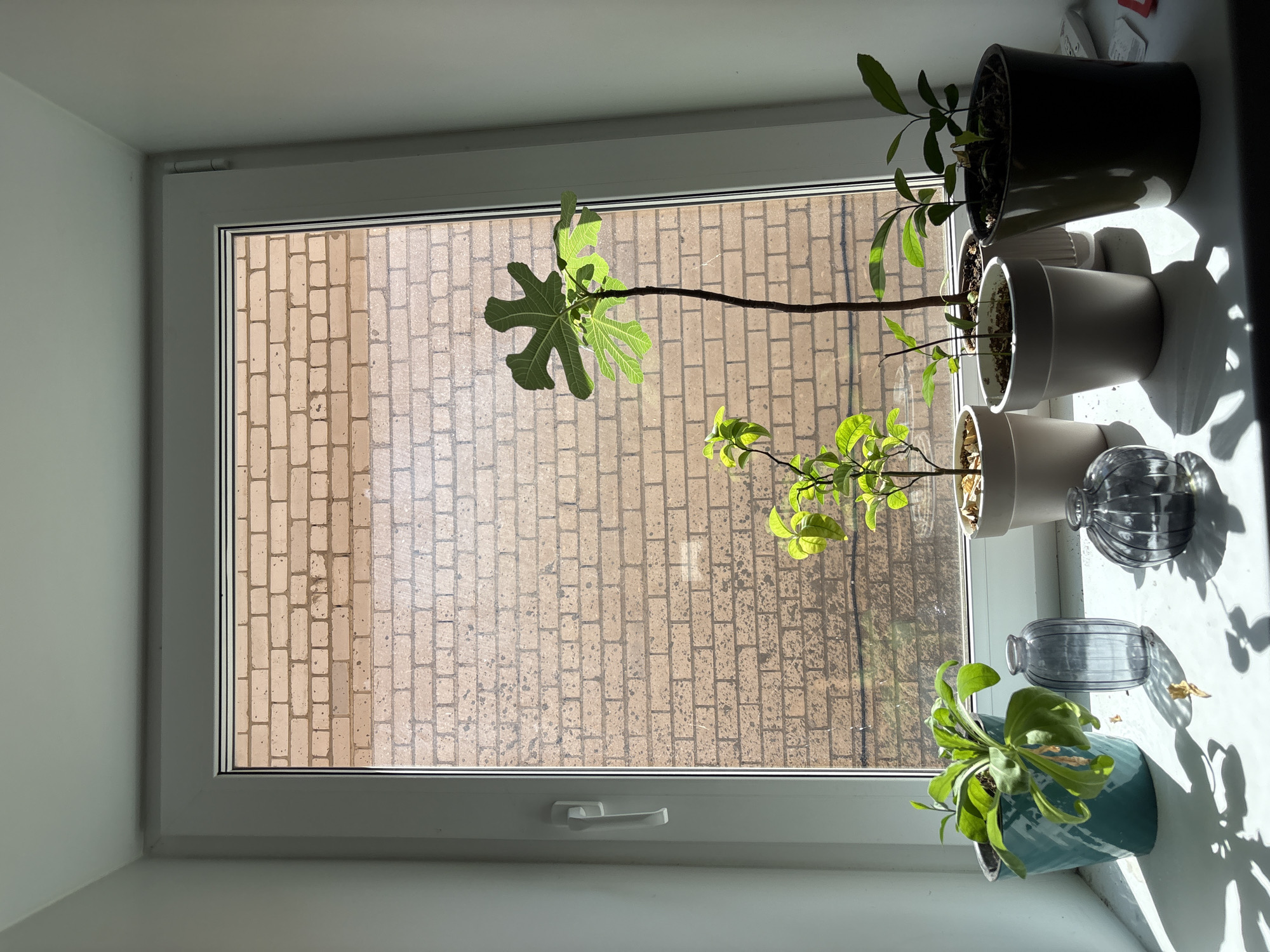 A high-angle shot depicts a window with several potted plants on the windowsill. The window frame is white. The view through the window shows a brick wall, suggesting an urban setting. The plants vary in type and size, with foliage ranging from broad leaves to smaller, more delicate leaves. The pots are a mix of colors including white, green, and blue. Two small glass decorative objects are visible. Sunlight streams into the window, creating strong shadows across the windowsill and the lower right portion of the frame.