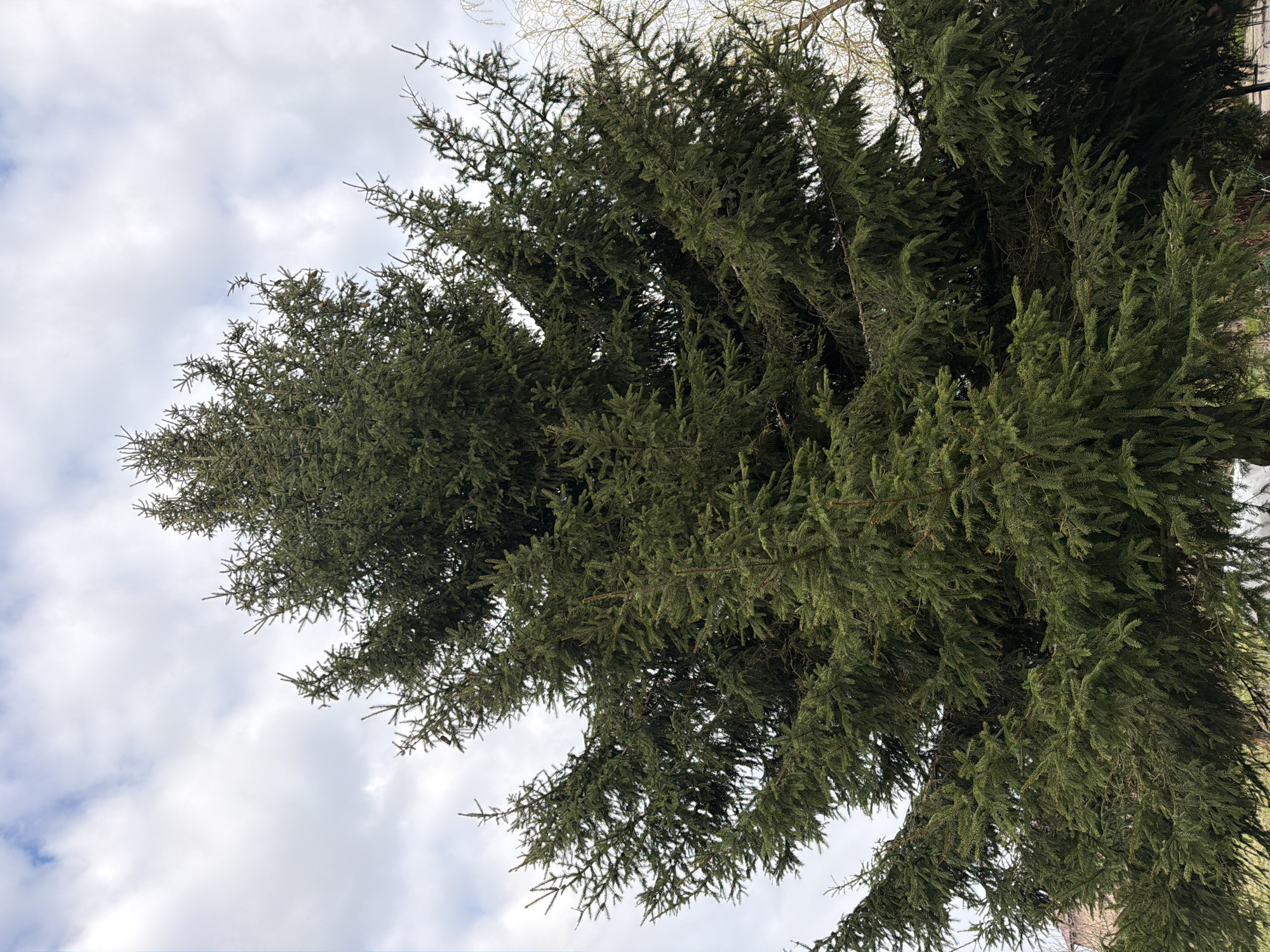 The image captures a worm's-eye view of a large, mature evergreen tree, likely a spruce or fir, with its dense, dark green foliage filling most of the frame. The branches, covered in short, needle-like leaves, extend outwards and slightly downwards, creating a thick canopy. Sunlight filters through the gaps in the branches, highlighting various shades of green.
Above and between the tree's foliage, a cloudy sky is visible. The clouds are predominantly white and light grey, suggesting a bright but overcast day. In the upper right corner of the original image, faint, bare branches of what appears to be another, possibly deciduous, tree can be seen against the sky, hinting at a season other than full summer, perhaps late winter, early spring, or late autumn.
The scene depicts a natural outdoor setting, focusing solely on the tree and the sky. There is no specific activity or event taking place; it is a static snapshot of nature. No people, animals, or man-made objects are distinctly visible, apart from the faint suggestion of other trees. There is no visible text. The location context is Пролетарский, Russia.