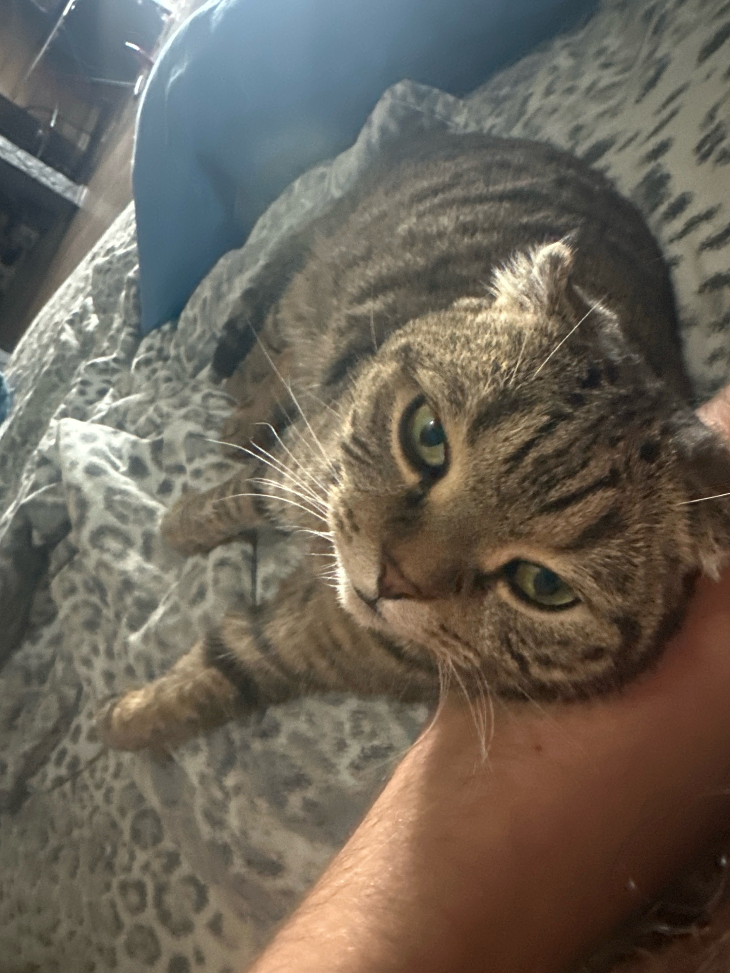 A tabby cat lies on a bed with a leopard-print comforter. The cat's head is tilted, and its green eyes are looking towards the camera. A person's arm is visible supporting the cat's head. The background shows a blurry blue pillow and some shelving. The location is not specified in the image.