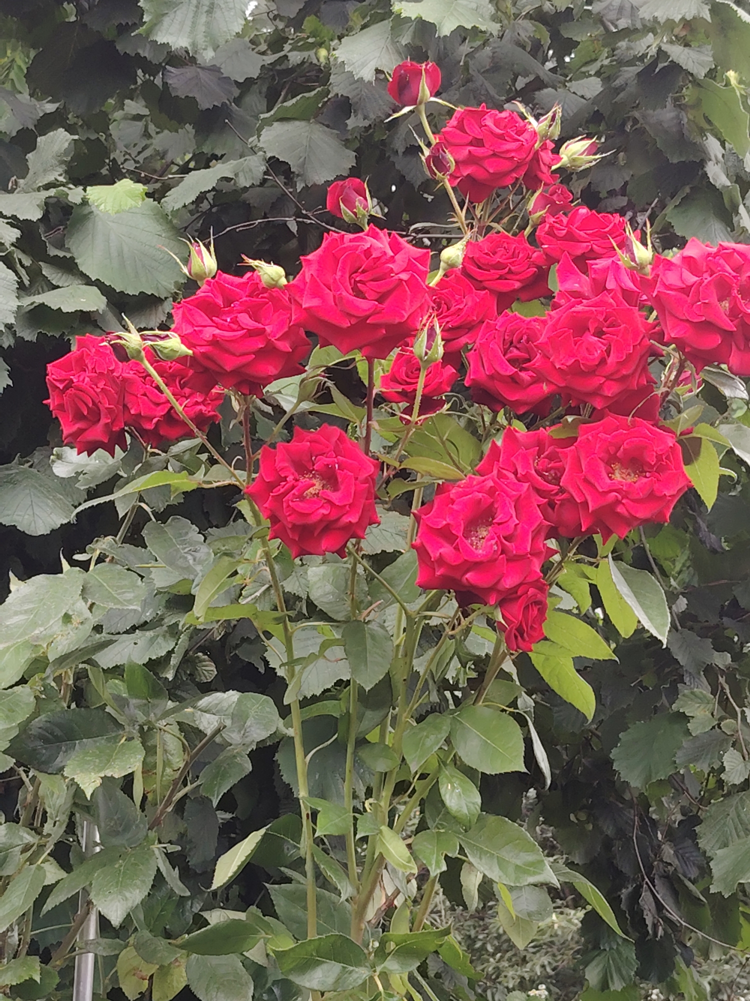 This media file depicts a close-up, vertical shot of a cluster of vibrant red roses in full bloom. The roses are the primary subjects, showcasing their intricate petal formations and deep crimson color. Several rose buds are also visible, some partially open, hinting at the ongoing growth cycle. The roses are set against a lush background of green foliage, likely a garden or natural setting, with darker leaves forming a dense backdrop and lighter green leaves interspersed with the flowers. The lighting appears to be natural, suggesting it was taken during the daytime, likely outdoors. There are no people or text visible in the image. The overall impression is one of natural beauty and the lushness of a garden in bloom. The location context suggests this scene is in Rostov-on-Don, Russia, during a period when roses would be in season.