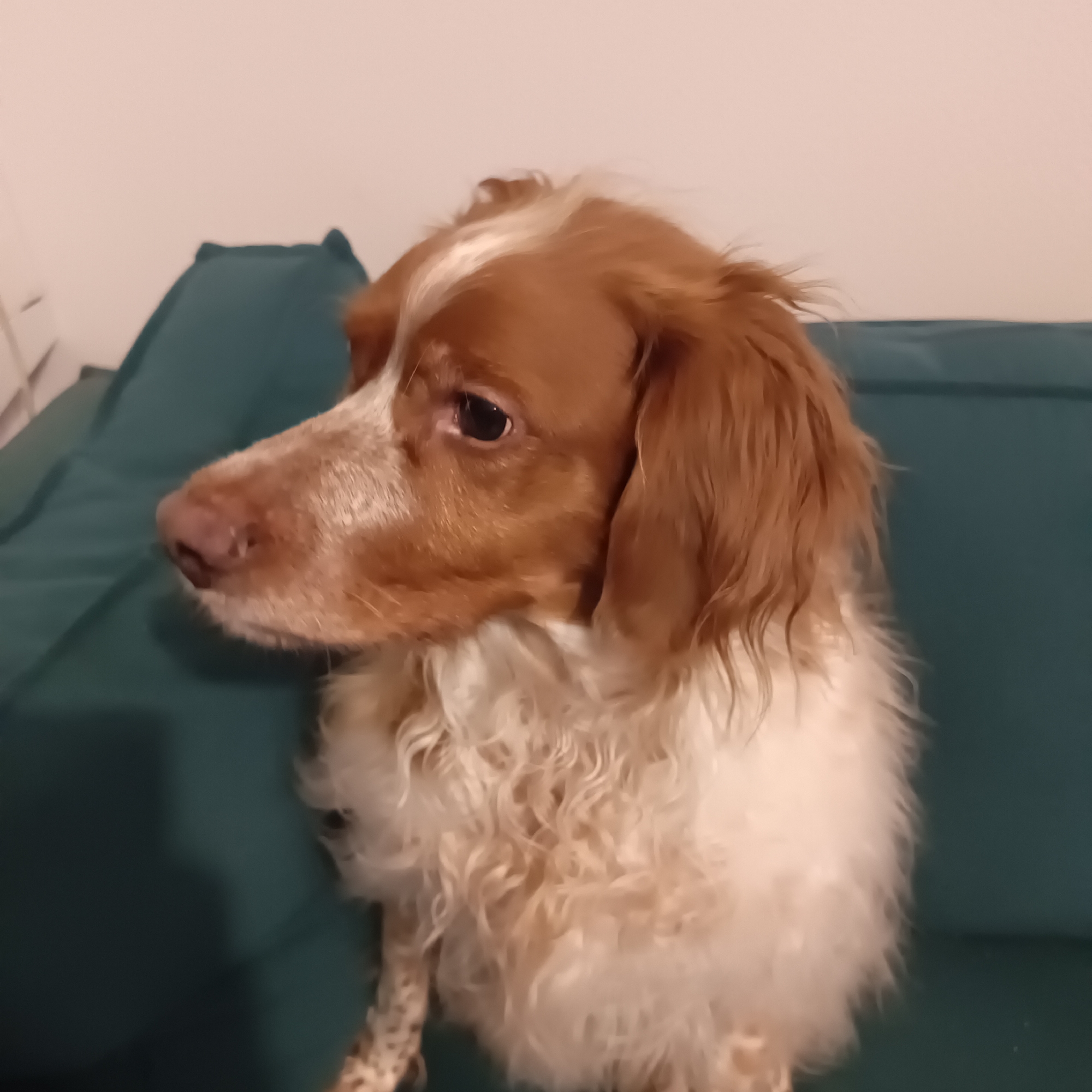 A Brittany Spaniel dog is looking to the left, with its head turned towards a teal-colored surface. The dog has brown and white fur and is sitting on the surface, which appears to be a couch or cushion. The background is a plain, light-colored wall. There are no people visible in the image, and no specific location in Moscow, Russia can be identified.