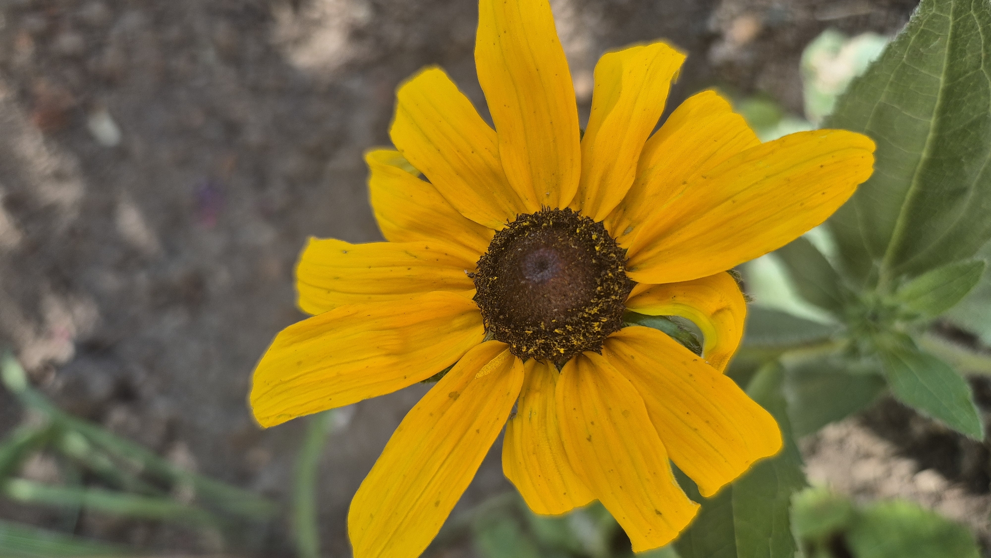 A close-up, top-down shot showcases a vibrant yellow flower, likely a Black-Eyed Susan due to its prominent dark brown, textured center surrounded by radiating yellow petals. The petals, some slightly curled or uneven, display fine lines and small dark specks. The flower is positioned slightly to the left of the frame, with its central disk facing directly upwards. To the right and slightly behind the flower, a large, fuzzy green leaf and other foliage are visible, also out of focus. The background is a blur of earthy tones – primarily gray and brown, suggesting soil or ground. There are hints of lighter specks and possibly some faint purple hues in the background. The lighting appears to be natural daylight, creating soft shadows and highlighting the flower's texture and color. The overall impression is one of natural beauty and a close-up study of the flower's details, set against a soft, natural backdrop. No people or text are visible. The context provided places this scene in Butovo, Bulgaria.