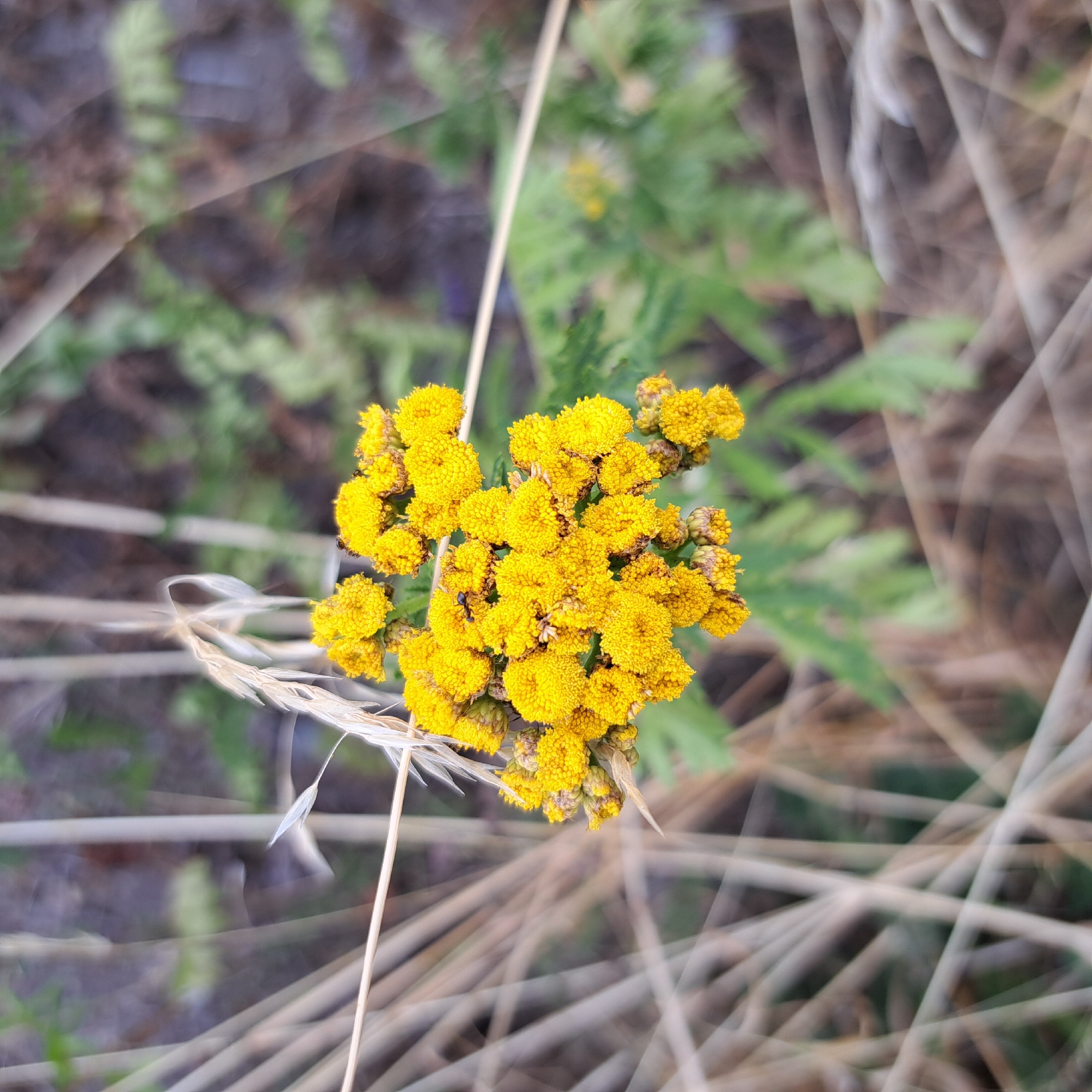A close-up, eye-level, outdoor shot shows a cluster of bright yellow flowers with small, dark insects on them. The flowers are in focus, with the background appearing blurred. The foreground is filled with dry, light-brown grass stalks and some green foliage in the background. The lighting suggests it is daytime. The scene appears to be in a natural outdoor setting.