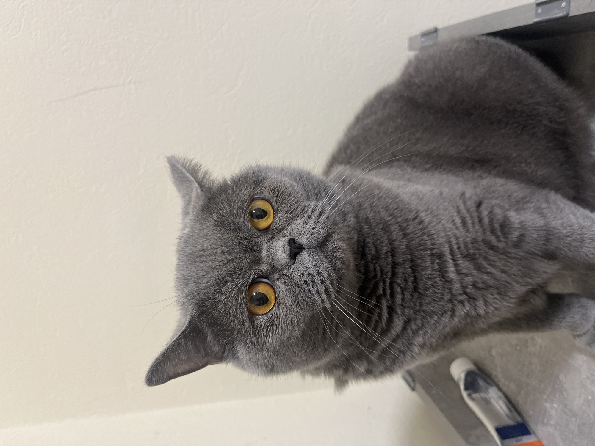 A close-up, medium shot shows a medium-haired, grey cat sitting on a metallic surface. The cat is facing the camera with its head slightly tilted. Its eyes are a striking amber color, and its ears are perked up. The background is a plain, off-white wall. To the left of the cat, on the metallic surface, is a white tube with orange and blue markings, possibly a cosmetic or medical product. The lighting appears to be artificial and from above. The overall impression is that of a posed portrait of a pet. The image does not contain any elements that suggest a location in Saint Petersburg, Russia, or any specific city.