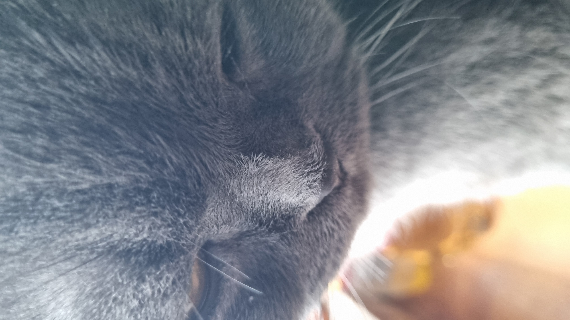 A close-up, low-angle, portrait of a grey cat. The cat's face fills most of the frame, with its nose and mouth area in sharp focus. Its eyes are partially closed and appear amber or yellow. Long white whiskers extend from its muzzle. To the left of the cat, a blurred, out-of-focus hand or object with a yellow and orange hue is visible. The background is largely out of focus, with soft lighting. The image does not contain any information about the city of Vysokoe, Russia.