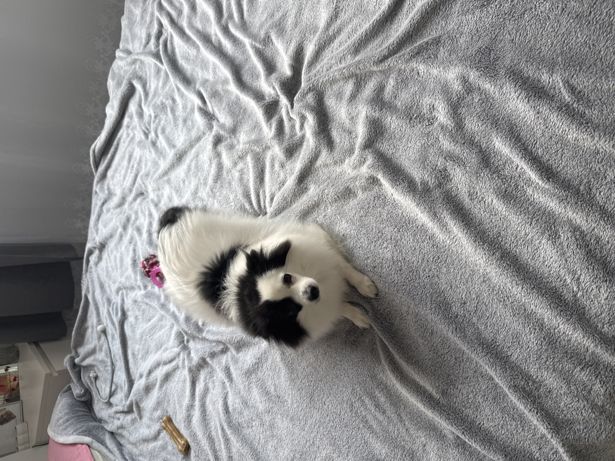 A small, domestic bipedal canine, exhibiting white fur with distinct black markings on its head (left eye region, ears, and top of the skull) and a partial black patch on its dorsal side, is positioned centrally in the frame, resting on a rumpled light-gray textured blanket. The canine is facing the camera, with its forepaws extended forward. To the immediate left of the canine, a light-brown, artificial bone-shaped chew toy is present on the blanket. Further back and to the right of the canine, a small, pink, irregular-shaped object, possibly another toy, is visible. In the upper-left background, another elongated toy with a white spherical end and a gray shaft rests on the blanket. The blanket covers a bed, with a pink fabric element partially visible near a headboard in the upper-left corner. A white bedside table is discernible in the upper-left background, featuring a reflective surface or a mirror reflecting interior elements. A dark-gray curtain is partially visible behind the bedside table. The background wall is light-colored and features a horizontally repeating decorative pattern. The scene is illuminated by ambient light, creating soft shadows. This interior scene is located within a residence in Stara Zagora, Bulgaria.