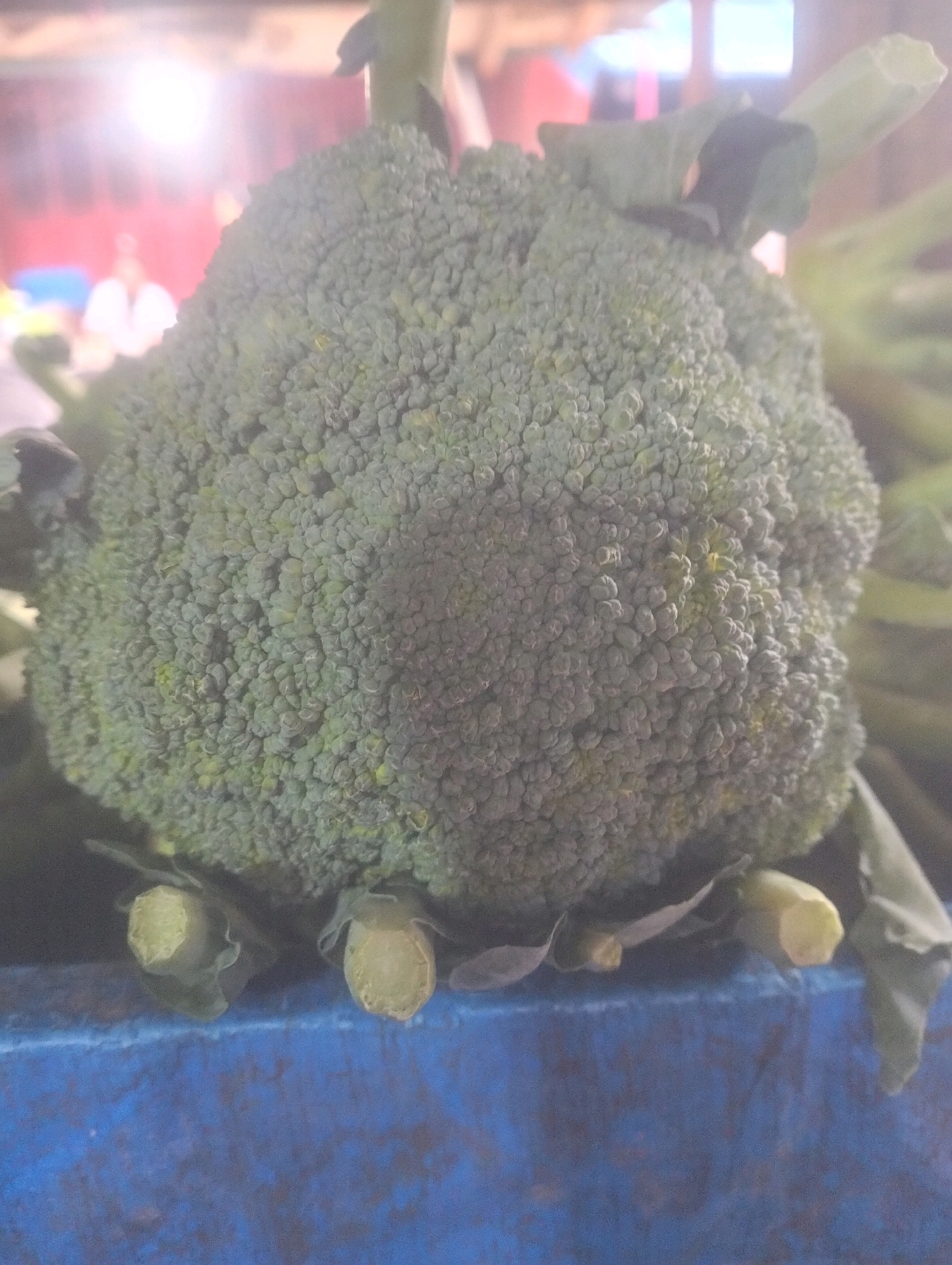 A close-up, slightly blurred, vertical shot focuses on a large head of green broccoli. The broccoli is positioned prominently in the foreground, with its dense, floreted crown taking up most of the frame. The stems and leaves of the broccoli are visible at the bottom, appearing to be cut and resting on a blue textured surface, possibly a market crate. The background is out of focus and shows indistinct figures, possibly people, and bright lights, suggesting an indoor market setting in Balik Alam, Indonesia. The lighting is bright, with some lens flare visible in the upper left quadrant. The overall impression is of fresh produce displayed for sale.