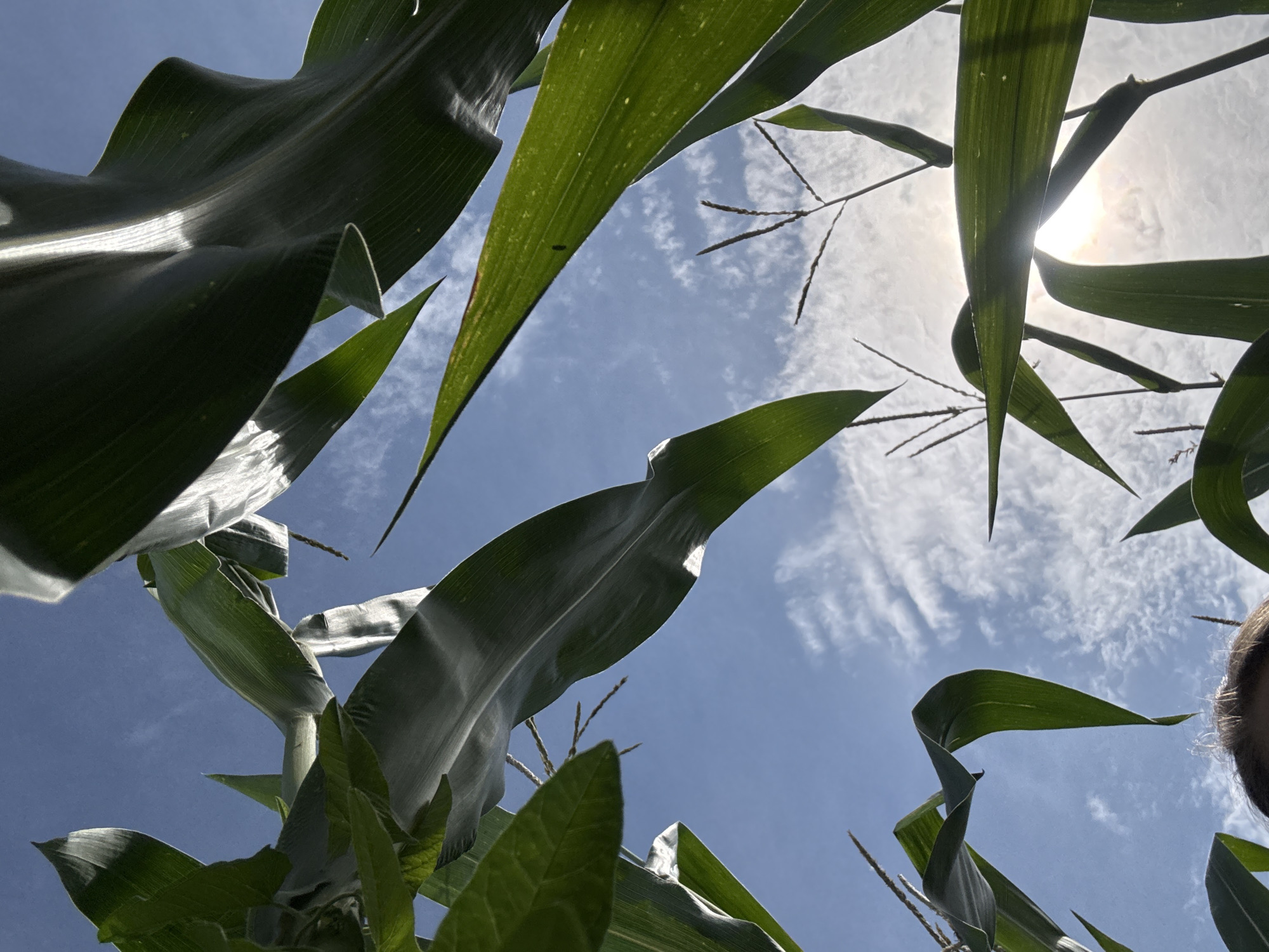 A low-angle shot looks up through the leaves of a cornfield toward a bright, sunny sky with scattered clouds. Sunlight streams through the gaps in the leaves, creating a bright lens flare. Several cornstalks are visible, with their long, green leaves arching towards the sky. The image appears to be taken in an outdoor environment, likely a farm or rural area. No specific location in Большое Волково, Russia can be determined from the visual information alone.