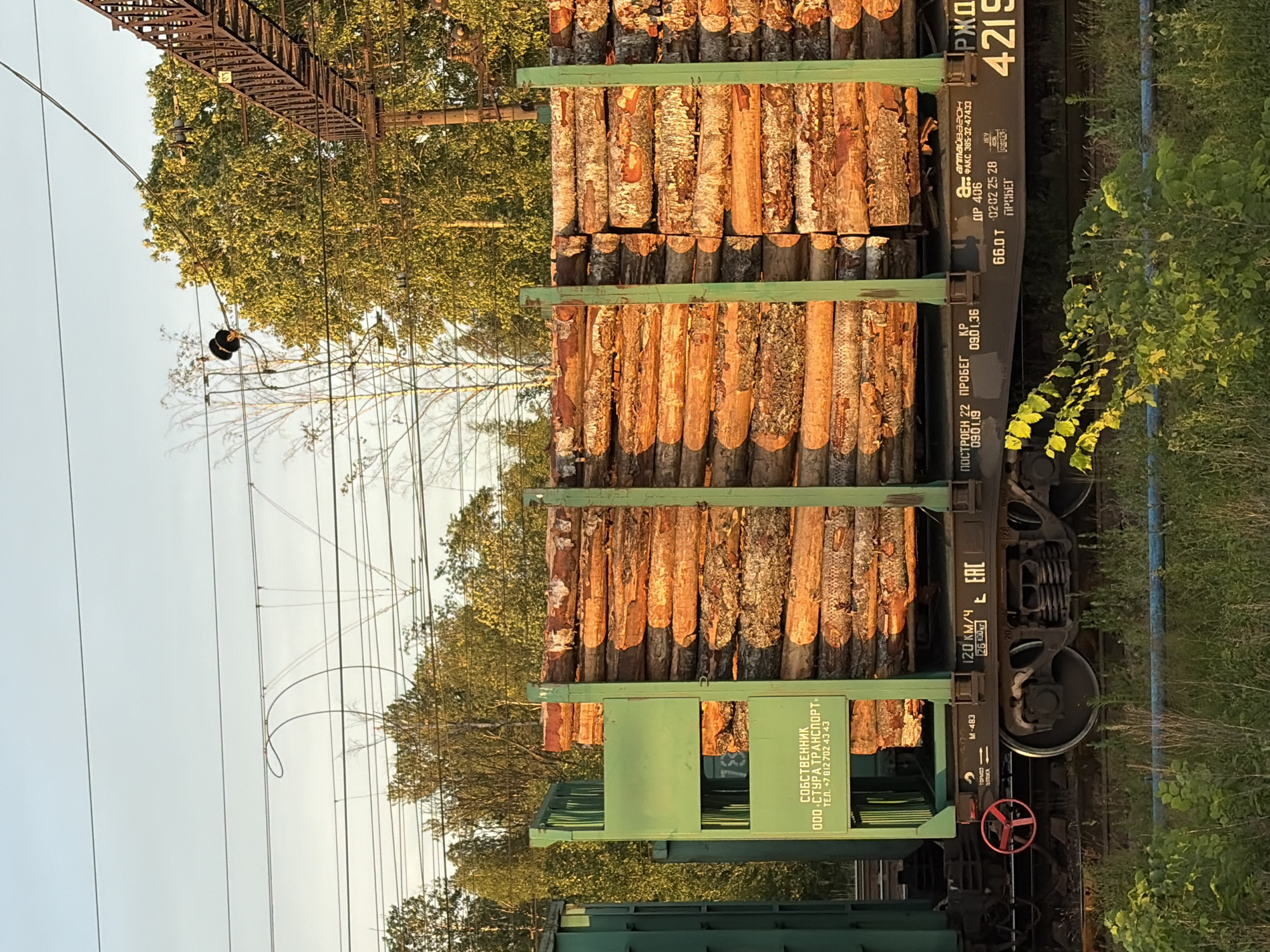 This is a forensic, matter-of-fact description of an image. The image shows a freight train car loaded with logs, parked on a railway track. The train car is green with some visible markings and text, including what appears to be a company name and phone number in Russian. The logs are stacked high and are a reddish-brown color. In the background, there are trees and overhead power lines. The sky is a pale blue with some wispy clouds. The overall lighting suggests it is either early morning or late afternoon, with the sun casting a warm glow on the logs. There are no people visible in the image, and no discernable city location is evident. The environment appears to be an outdoor, possibly rural or industrial area adjacent to a forested region.