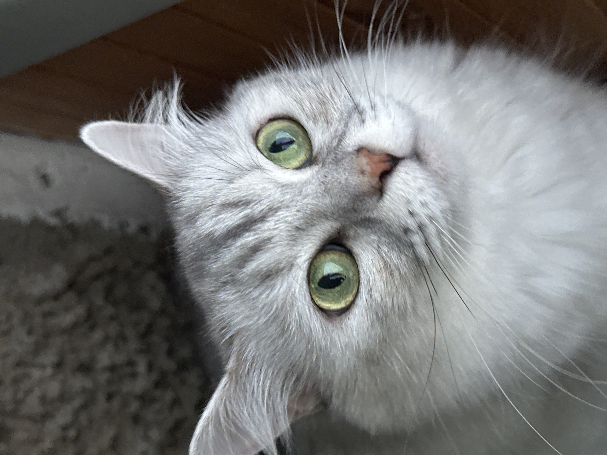 A close-up, eye-level shot captures a fluffy, light gray cat with striking green eyes looking upwards. The cat's fur is soft and appears well-groomed, with subtle darker gray tabby markings visible on its head and back. Its nose is a pale pinkish hue, and its whiskers are long and white. The background is blurred, with a textured dark gray surface on the left and a warm brown wooden surface on the right. The image does not contain any information about the city of Energetik, Russia.