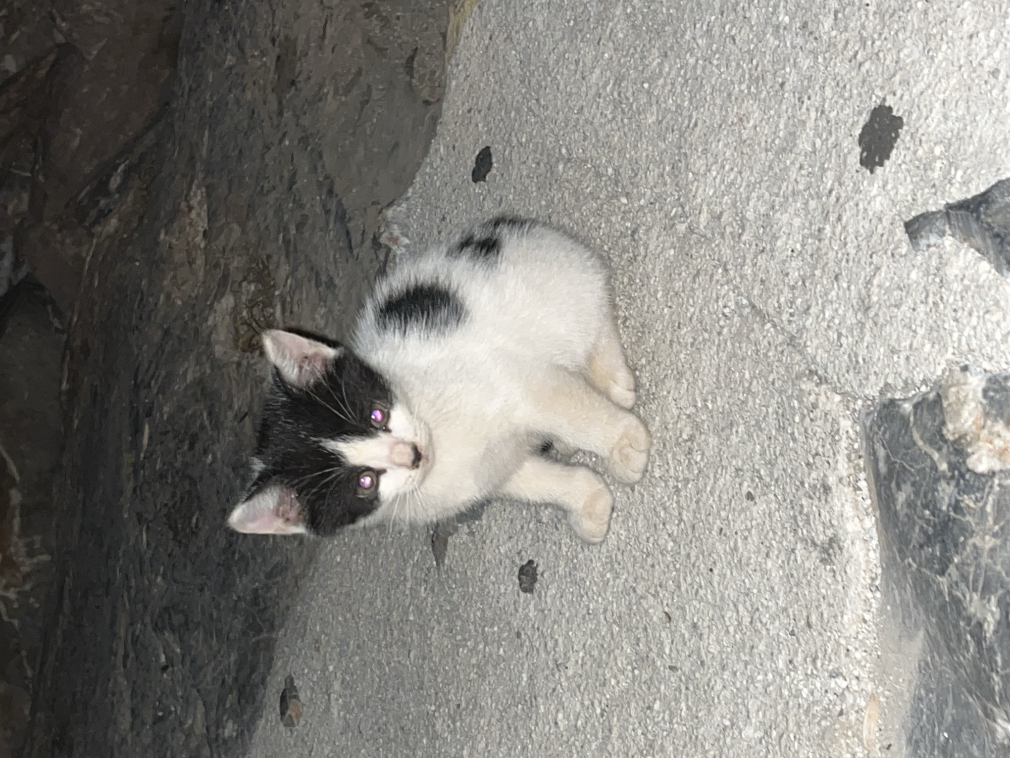 A small, black and white kitten is the central subject of the image, depicted lying down on a textured, light grey concrete or stone surface. The kitten has a white body with a black head and ears, and additional black patches on its back and tail area. Its eyes exhibit a prominent red-eye effect, suggesting the photo was taken in low light conditions, likely at night, with a flash. The kitten is looking directly upwards, appearing alert and curious. To the left and slightly behind the kitten, a dark, rough-textured rock or stone wall is visible, creating a contrasting background. The overall setting appears to be an outdoor, possibly urban or semi-urban, environment in Alanya, Turkey, such as an alleyway or a spot near a building foundation. No specific activity beyond lying down and observing is evident. There is no visible text in the image.