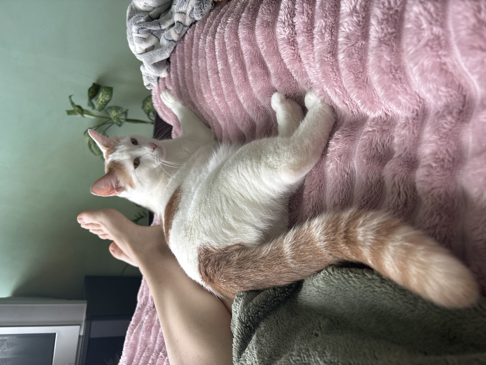 The image depicts a domestic scene indoors, likely in a bedroom. A person's legs and feet, bare, are visible on the left side of the frame, resting on a pink, plush blanket. To the right of the person's legs, a white and orange tabby cat is lying down on the same pink blanket. The cat is facing to the right, with its head turned slightly towards the viewer. Its body is stretched out, and its paws are visible. A green blanket is partially visible on the far left. In the background, a television is mounted on a stand, and a potted plant with green leaves is present against a pale green wall. A gray and white patterned blanket is draped on the right side of the bed. The overall impression is one of relaxation and comfort. The image does not provide any specific information about the location being in the city of Koltushi, Russia.
