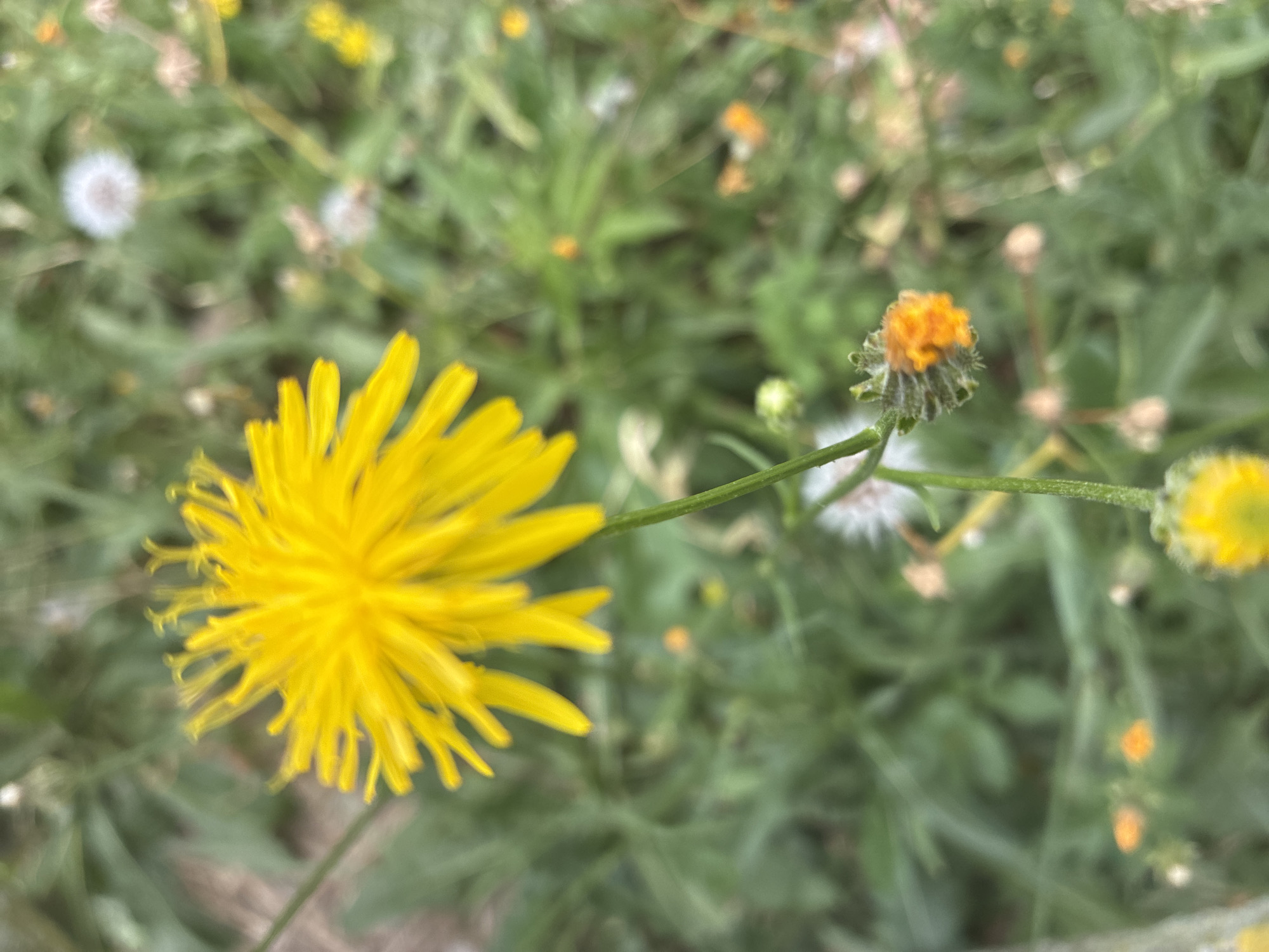The image shows a close-up, shallow depth of field shot of a yellow dandelion flower in bloom. The flower is the primary subject, with its petals radiating outwards from the center. Below the blooming flower, a small bud is visible, also with orange-yellow petals. The background is a blur of green foliage and other flowers, including some white, fluffy seed heads that appear to be from dandelions as well. The lighting suggests it is daytime, possibly overcast given the diffused light. There are no people or man-made structures visible in the frame. The image was taken outdoors in a natural setting, likely a park or field. It is not possible to determine the specific location within the city of Prague, Czechia, based on the visual information provided.