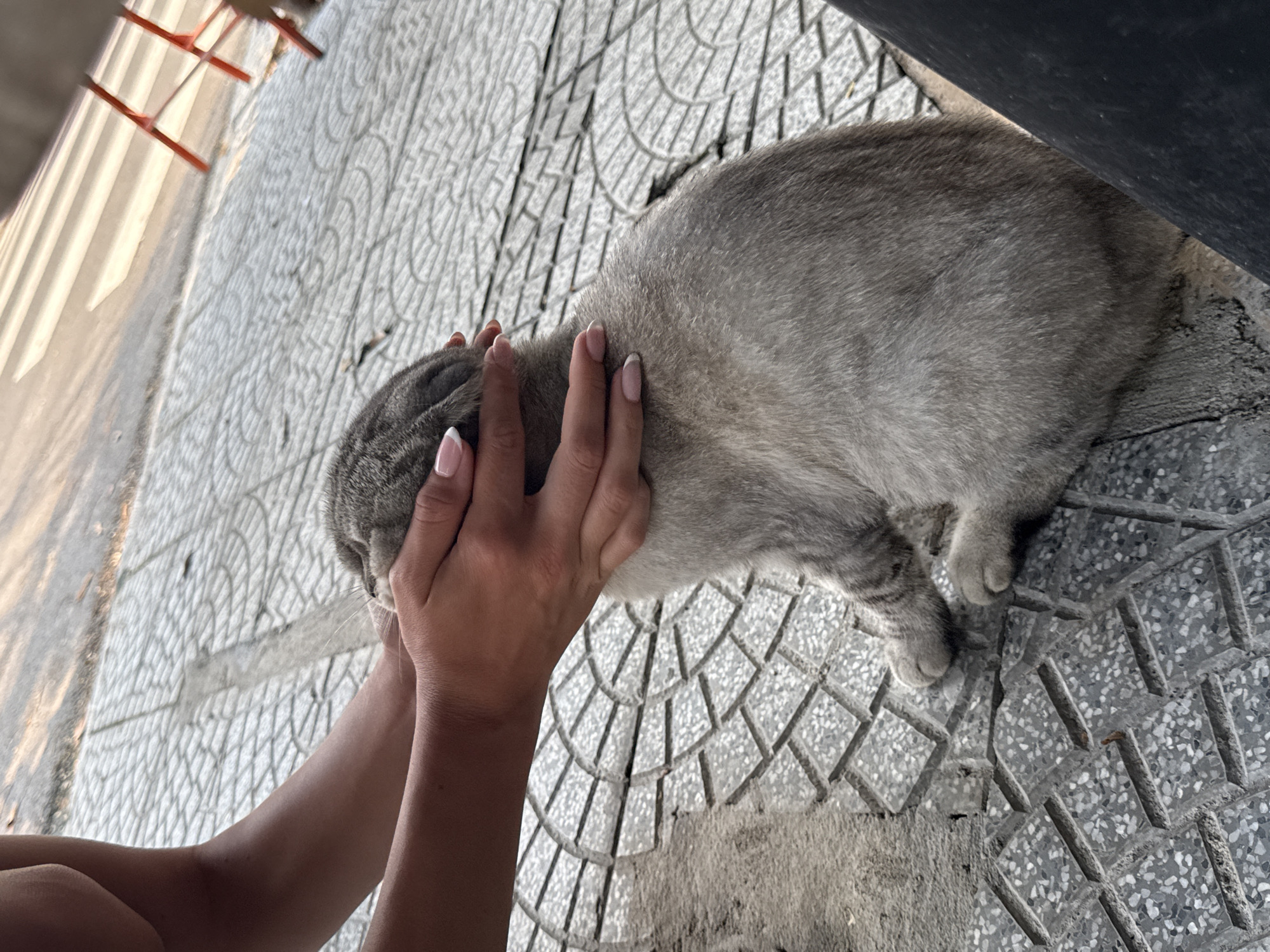 A person's hands are gently cupping the head of a gray tabby cat, which is crouched on a light gray tiled surface. The tiles feature a geometric pattern of interlocking curves and lines. The person's forearms are visible in the lower left, and their fingernails are painted with a French manicure. In the background, there are hints of architecture, with a vertical structure featuring white slats and orange supports visible in the upper left and a dark structure in the upper right. The setting appears to be an outdoor area in sunlight. Đà Nẵng, Vietnam, is not evident in the image.
