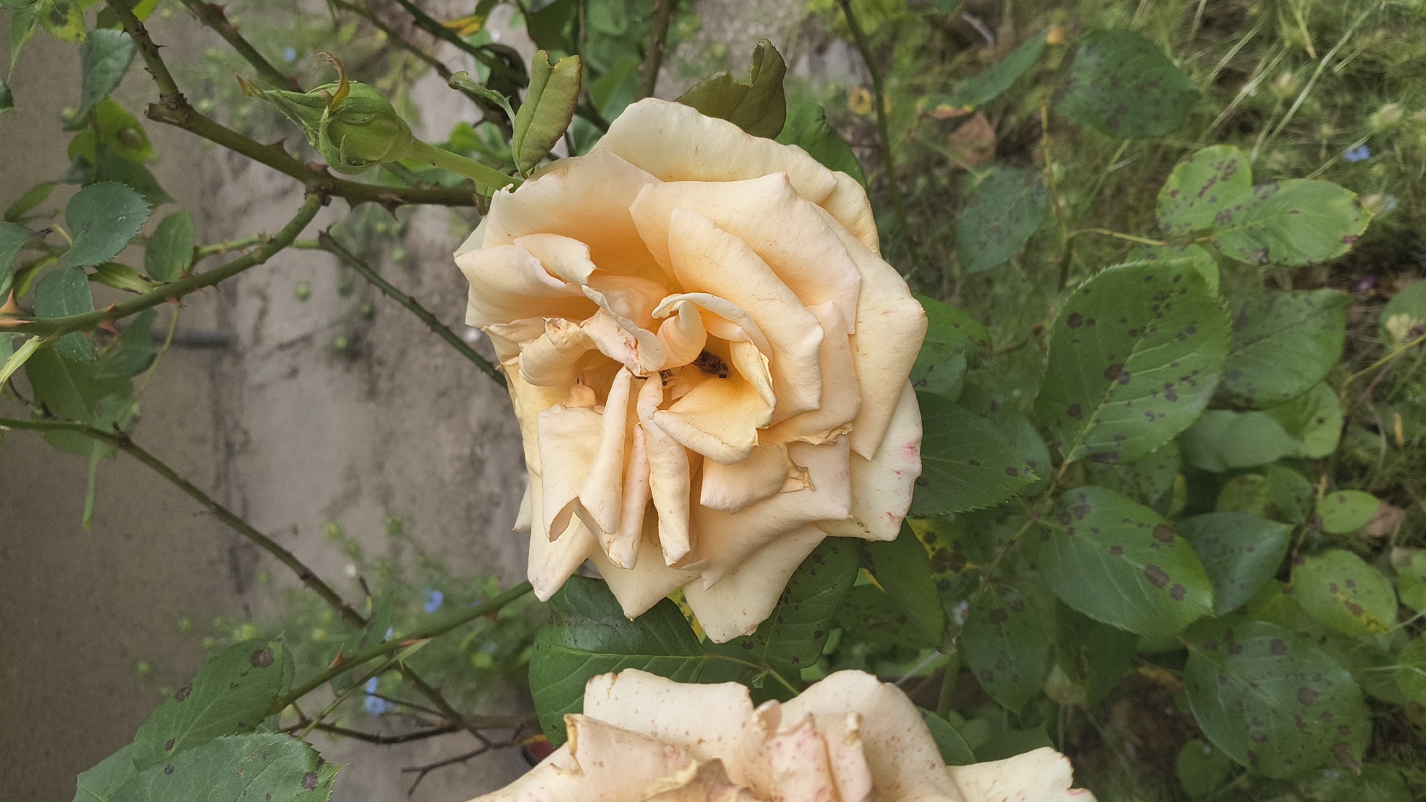 A close-up, vertical shot captures a light peach-colored rose in full bloom, centered in the frame. The rose's petals are layered and slightly unfurled, revealing a darker center where a small insect is visible. To the left, another partially bloomed rose, also light peach, is visible. The rose bush features dark green leaves, some of which display irregular dark brown spots, indicative of a fungal infection. Thorny stems are intertwined and extend upwards and to the right. In the background, a textured, light brown wall forms the backdrop, with hints of greenery and a few small blue flowers peeking through the foliage. The scene appears to be outdoors in a garden setting. No individuals are present in the image. This image was taken in Shumen, Bulgaria.