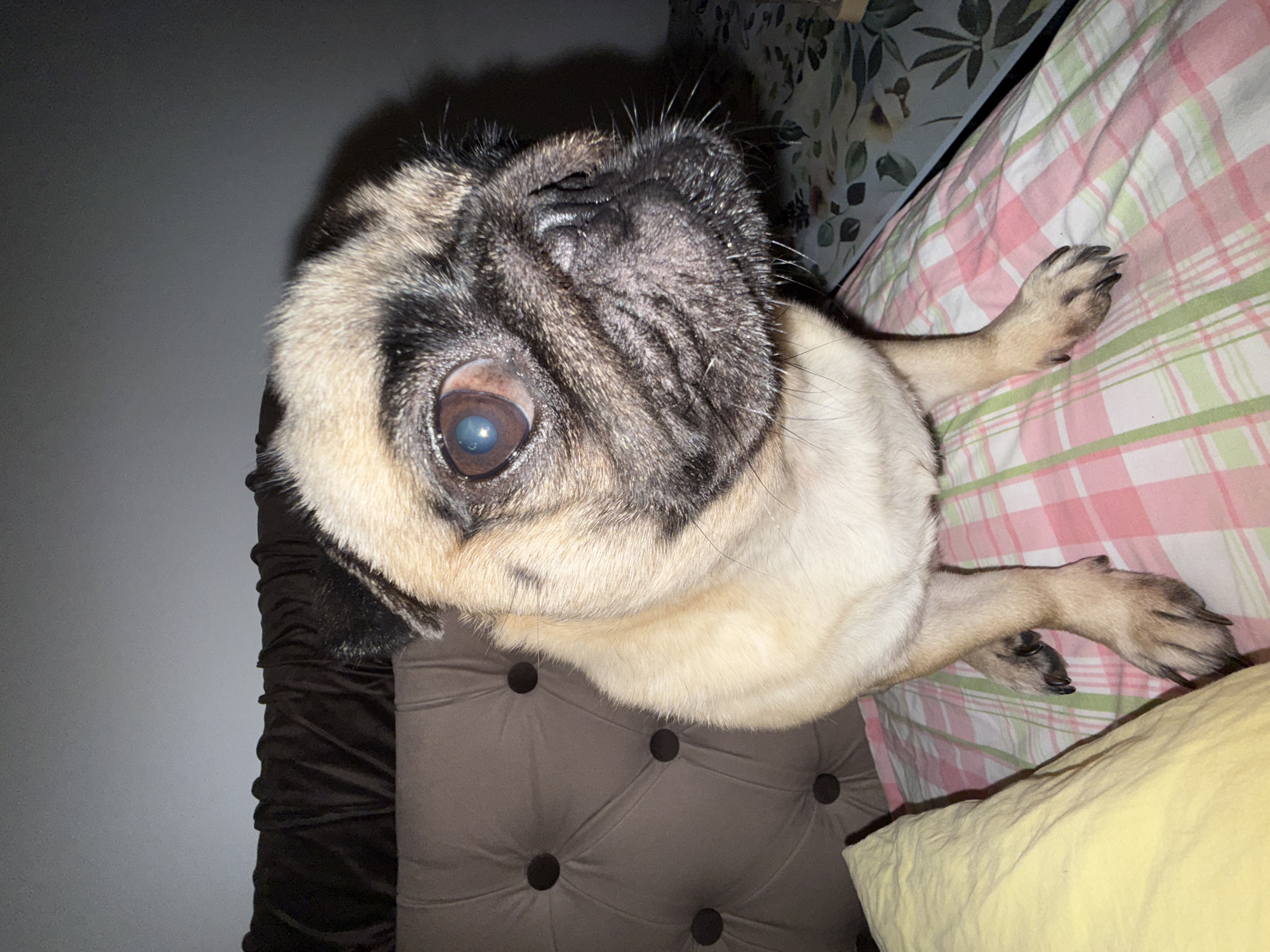 A pug dog sits on a bed with a light gray headboard and a beige tufted headrest. The dog's face is turned slightly to the right, with its left eye open and its right eye partially closed. The dog has fawn-colored fur with black markings on its face and ears. It is wearing a light-colored collar. The bed is covered with a pink and green plaid comforter. A yellow pillow is visible on the left side of the bed. The background is a dimly lit room with a light gray wall.