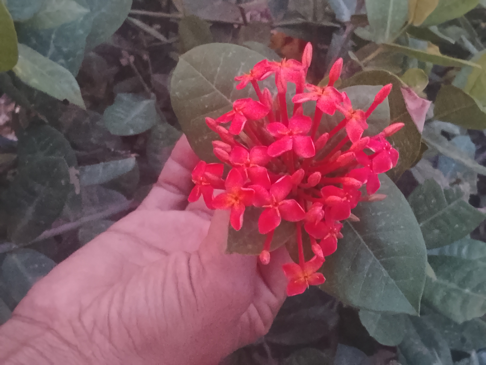 A close-up captures a cluster of small, bright red Ixora flowers held in a human hand against a backdrop of green leaves. The photo appears to have been taken outdoors in daylight. The location is Altagracia, Venezuela.