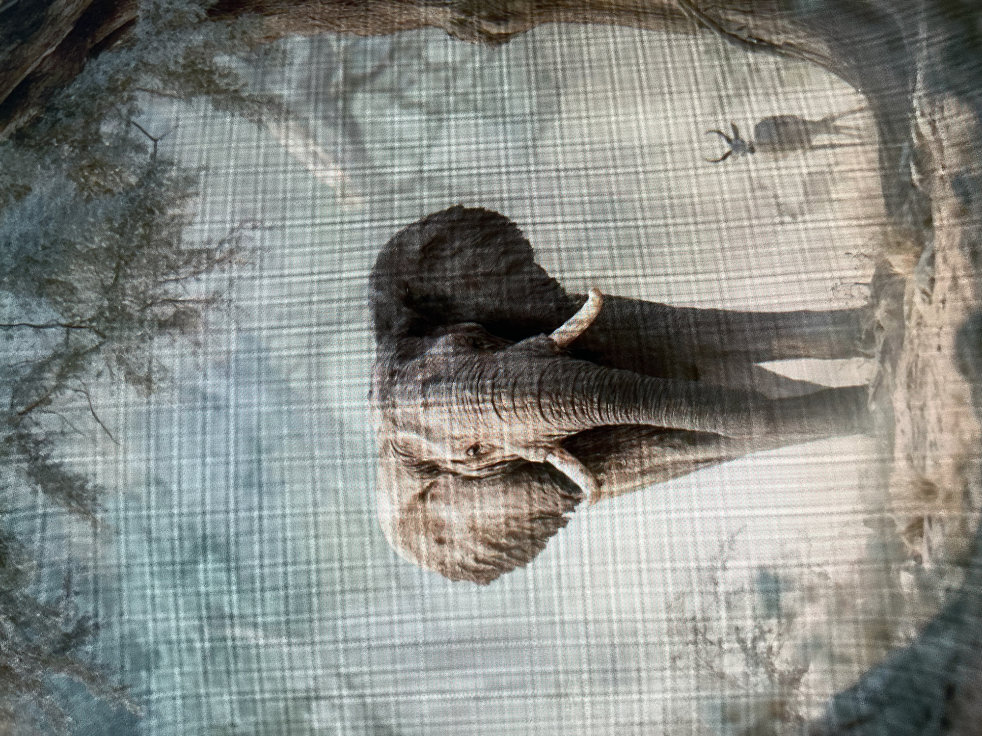 The image depicts an elephant with tusks in a natural setting. In the background, there is a smaller animal with curved horns. The scene is framed by branches and foliage, creating a vignette effect. The location is not Ореховка, Russia.