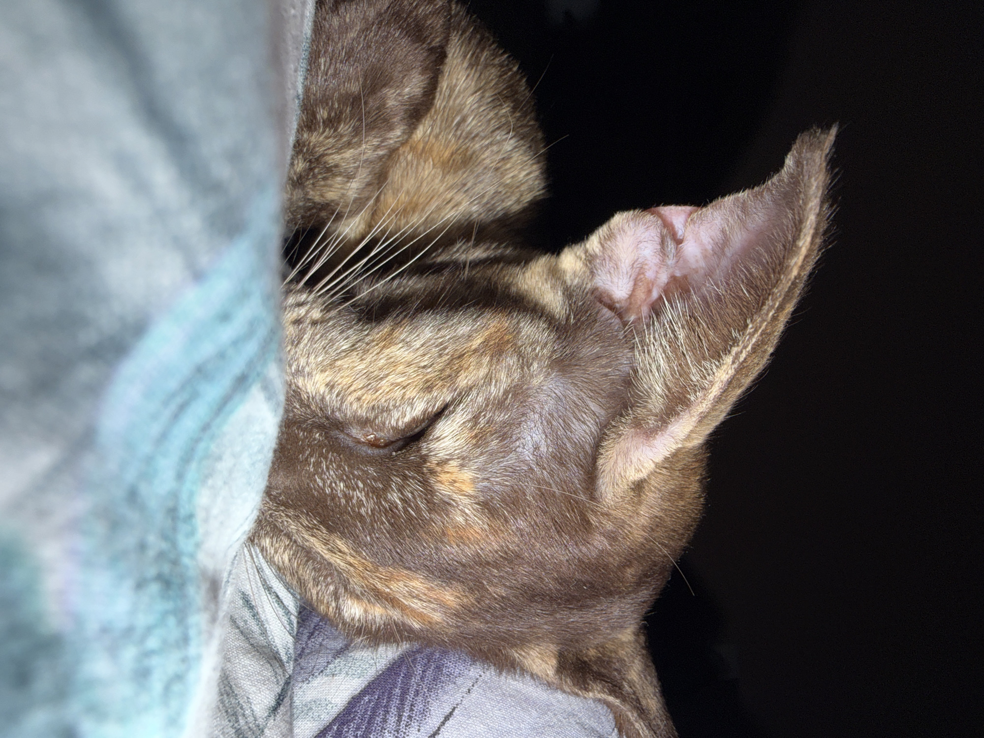This media file presents a close-up, horizontal shot of a sleeping cat, taken in Chaikovsky, Russia. The cat, exhibiting a mottled fur pattern with shades of brown, tan, and darker tones suggestive of a tortoiseshell or calico, is depicted in a state of deep rest. Its eyes are gently closed, and prominent white whiskers extend from its snout. The cat's right ear is clearly visible, showing the delicate pink skin of its inner ear and fine fur along its edges.
The feline subject is partially covered by and resting on soft fabrics. A light blue and grey patterned blanket or textile cradles the cat's head and body, while another solid light blue fabric partially obscures the left side of the image, contributing to the cozy setting. The background behind the cat is predominantly dark, almost black, indicating a dimly lit environment, possibly nighttime or a darkened room. The overall atmosphere conveyed is one of peacefulness and comfort. No text is visible within the image.