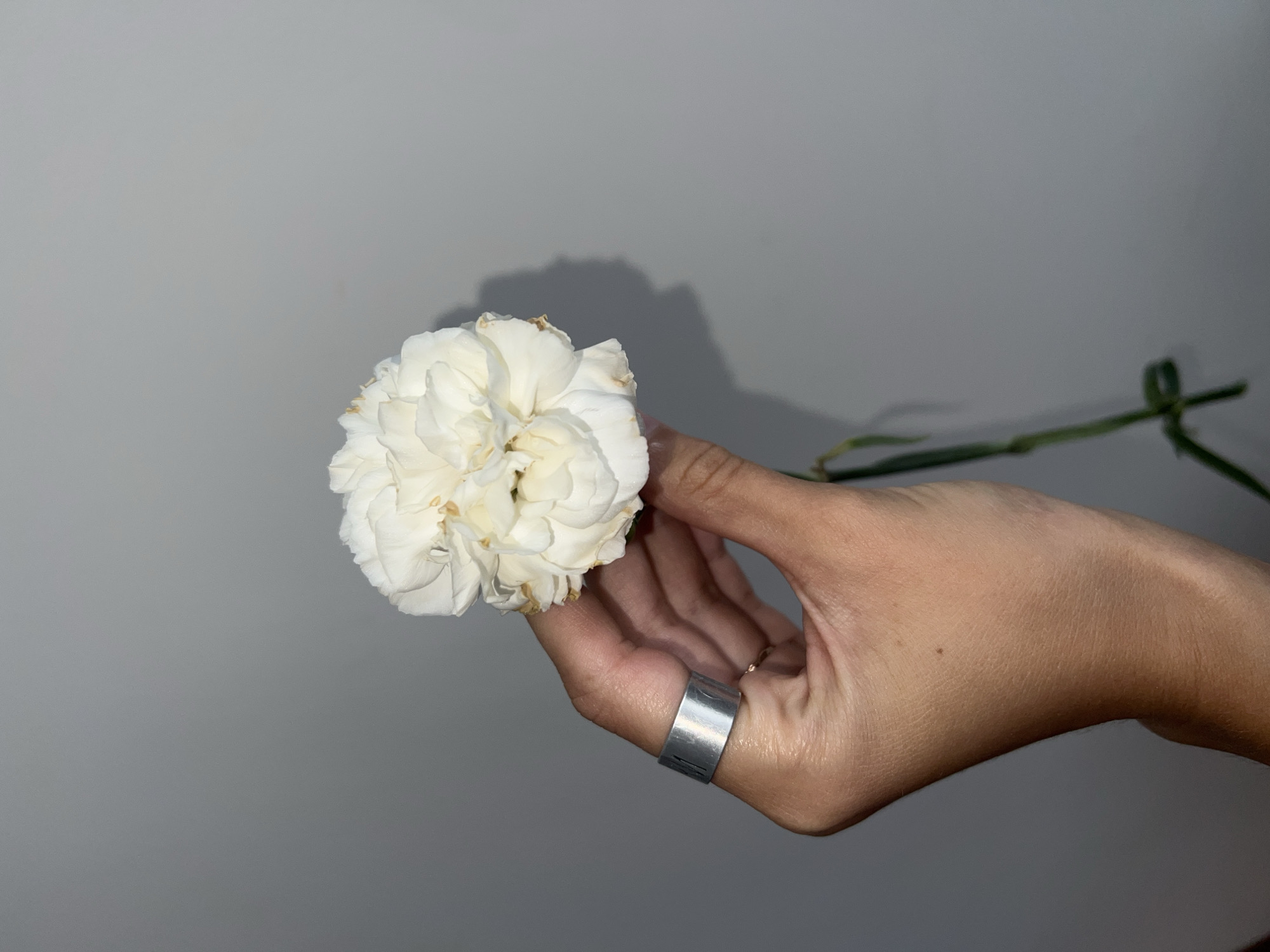 A hand holds a white flower, possibly a carnation, against a gray background. The hand wears two rings: a wide silver band and a thin gold band. The flower is in focus, while the hand and background are slightly blurred. The stem of the flower is visible. The location of Nam Nha Trang Ward, Vietnam, is irrelevant as the image could have been taken anywhere.