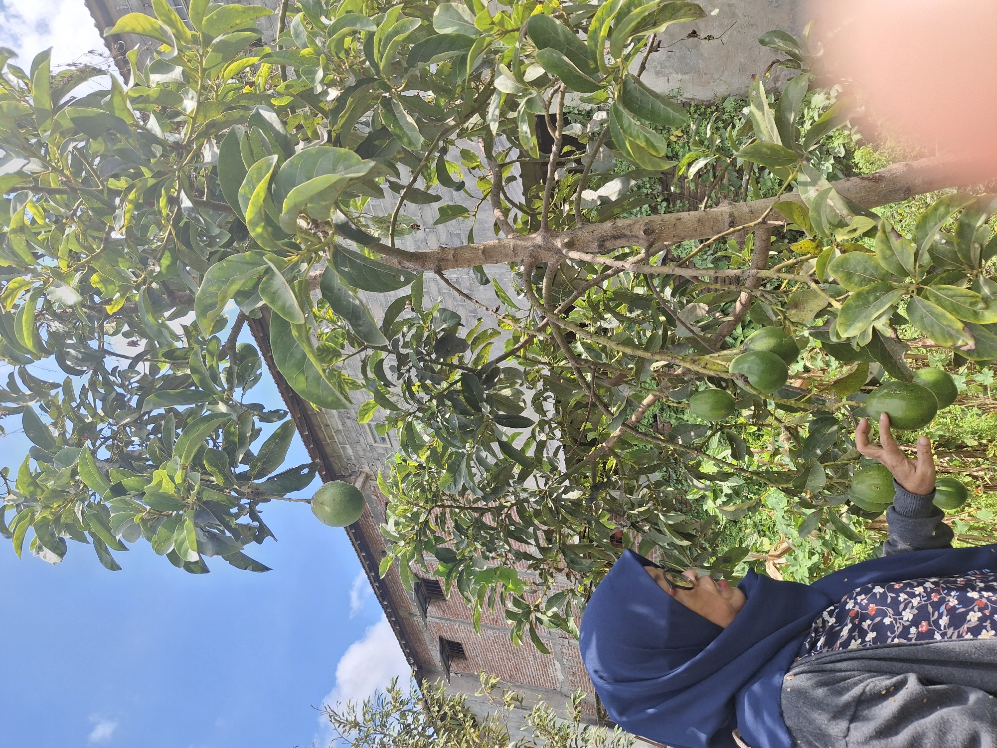 In Denok, Indonesia, a woman wearing a navy blue hijab and glasses stands near an avocado tree laden with ripe fruit. She is dressed in a grey cardigan over a floral-patterned blouse. Her right hand is extended towards a cluster of avocados, one of which she is gently touching. The tree is in focus, showcasing its branches and leaves, with several green avocados visible. In the background, a brick building with some windows is visible, suggesting a residential or agricultural setting. The sky above is blue with scattered white clouds. The image captures a moment of connection with nature, highlighting the abundance of the harvest.