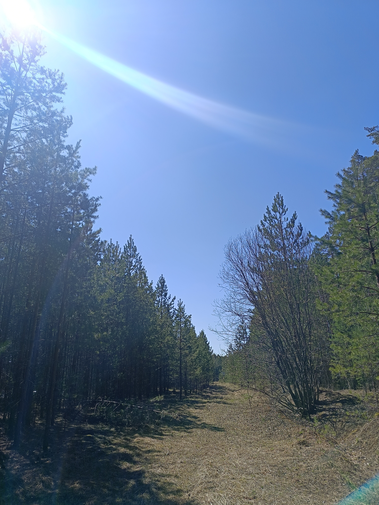 The image depicts a rural scene, potentially a clearing or pathway within a wooded area. The location is described as being in the city of Chaikovsky, Russia. The path is covered in dry grass or vegetation and is flanked by dense trees on both sides. The trees appear to be a mix of coniferous and deciduous varieties. The sky is clear and blue, with a bright light source, possibly the sun, visible in the upper left corner. A noticeable lens flare extends diagonally across the sky from the sun. There are no people or animals visibly present. The scene conveys a sense of natural landscape.