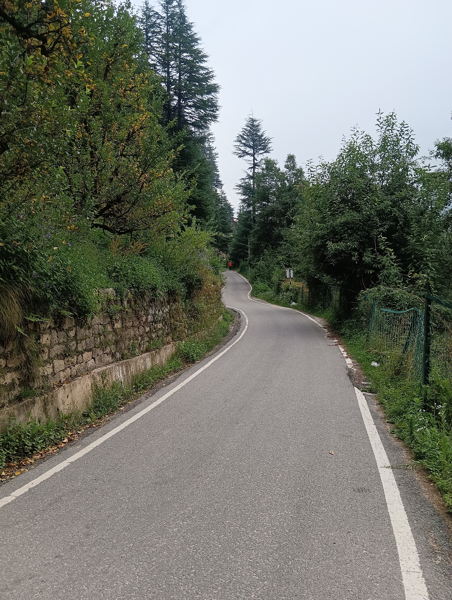 The image depicts a paved road winding through a lush, green, mountainous landscape, likely in or around Manali, India. The road is asphalt with white markings on the edges. To the left of the road, a stone wall lined with vegetation and grass borders a steep incline covered in trees and bushes. To the right, a green metal fence runs alongside the road, separating it from dense foliage. In the distance, a lone figure in a red garment is visible walking up the road. The sky is overcast, suggesting a cloudy day. The scene conveys a sense of natural beauty and tranquility, typical of the Himalayan region.