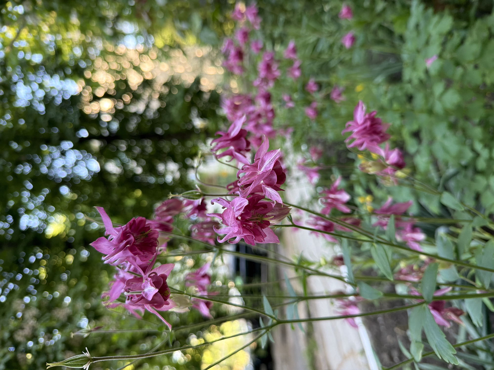 The image shows pink columbine flowers in the foreground. The background consists of green foliage and out-of-focus bokeh patterns of light. The location, Chișinău, Moldova, is not evident from the image.