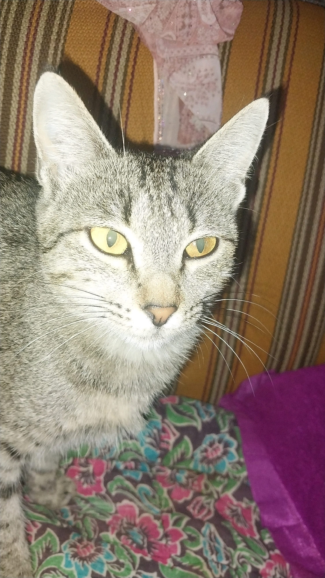 A close-up shot features a tabby cat with green-yellow eyes looking directly at the camera. The cat has gray and black stripes on its fur and prominent white whiskers. It is positioned in the foreground, with its head and upper body visible.
Behind the cat, the background consists of a striped couch in shades of brown and tan. To the right of the cat, a section of a purple fabric or blanket is visible. In the upper part of the background, a sheer pink fabric with subtle patterns and sparkling embellishments is draped. The lighting suggests an indoor environment, possibly a domestic setting in Джар-Кыштак, Kyrgyzstan, given the context. The image has a slightly grainy quality, and the focus is primarily on the cat's face.