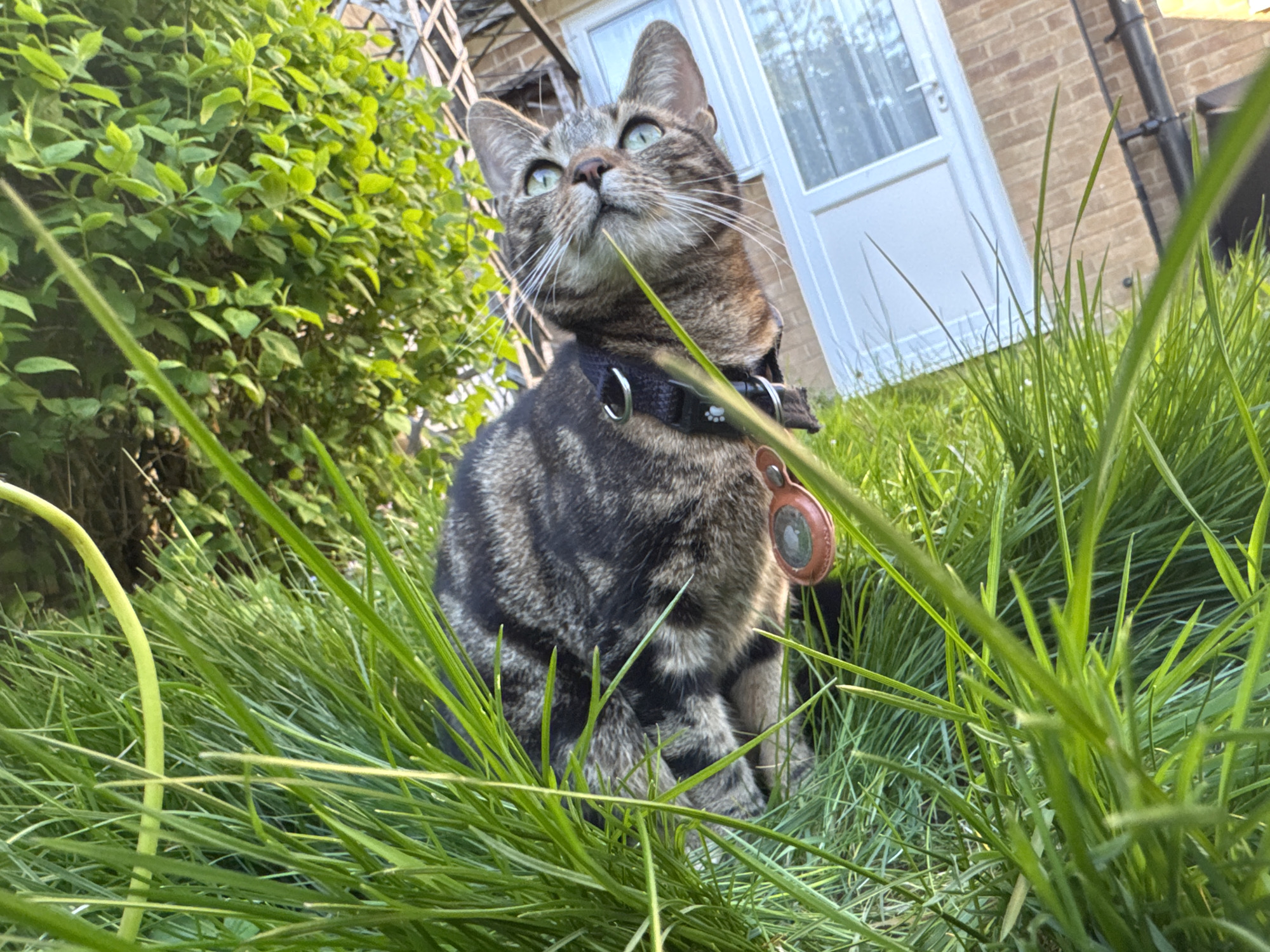 A low-angle shot depicts a tabby cat seated in tall green grass, potentially in Desborough, United Kingdom, based on the architectural style of the white door and brick building in the background. The cat, wearing a black collar with a tag, is looking upwards and to the left of the frame. Lush green bushes are visible on the left. The composition foregrounds the grass, blurring some of the background details. The scene is bathed in sunlight, indicating daytime.