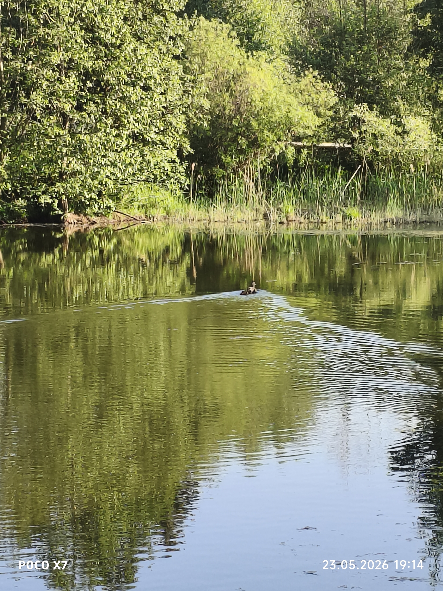 The image shows a body of water, possibly a lake or a wide river section, reflecting the dense green foliage along the shore. A duck, likely a female mallard, swims with ducklings behind it, creating ripples in the water. Tall reeds and other aquatic plants grow along the water's edge. In the background, a rudimentary wooden structure is visible among the trees. The location is likely in the city of Chaikovsky, Russia, based on the inferred geographic origin. The scene appears to be taken during daylight hours. The bottom of the image contains some text and the date 23.05.2026 19:14.