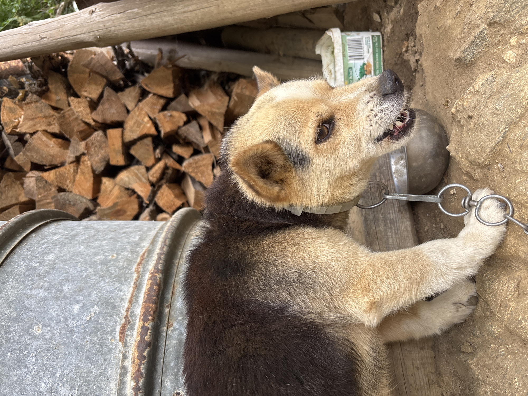 The image shows a dog with tan and dark brown fur lying down outdoors. The dog is wearing a light-colored collar and is attached to a chain that is fastened to a metal object, possibly a bowl or a piece of equipment. The dog's mouth is open, and its teeth are visible, suggesting it might be panting or barking.
In the background, there is a stack of chopped firewood, a large metal barrel, and a rough, sandy or rocky surface. A wooden beam is visible at the top of the frame, and a white plastic container with some green text is also present. The overall setting appears to be rustic and perhaps rural. The lighting suggests it is daytime. The dog's expression is somewhat alert, but it's difficult to discern a specific emotion beyond that. The visible text on the plastic container includes "ROAD."