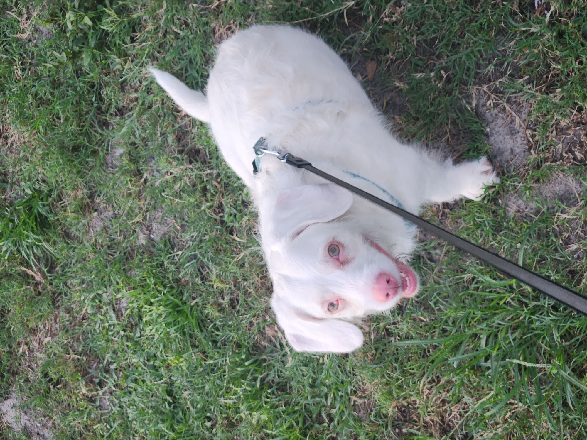 In Altamonte Springs, United States of America, a white dog with pink nose and ears, and light-colored eyes, stands on a grassy area. The dog is wearing a collar and leash. The leash is black and has a blue cord woven through it. The dog is looking up at the camera. The grass is green and there are patches of dirt visible. The photo is taken from a high angle, looking down at the dog.