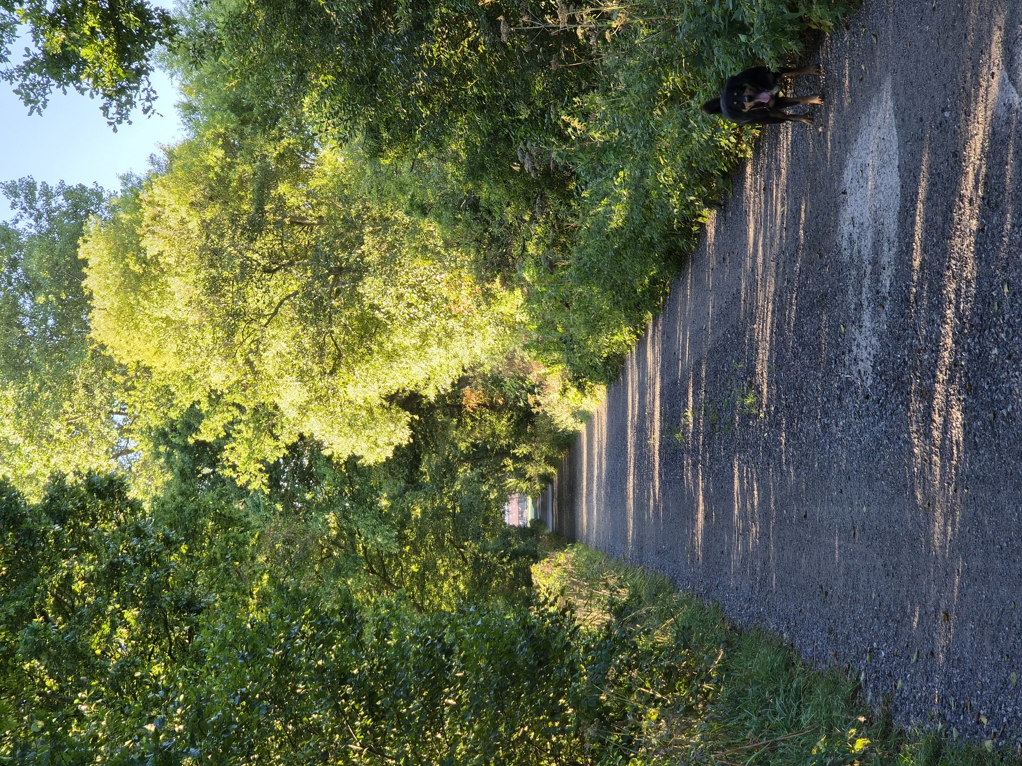 A gravel path lined with lush green trees and vegetation stretches into the distance, forming a natural tunnel effect. Sunlight filters through the leaves, casting dappled shadows across the path. On the right side of the path, a medium-sized black and tan dog with its tongue out stands looking at the camera. The path appears to lead towards a building visible in the far distance. This scene is located in Schiffdorf, Germany.